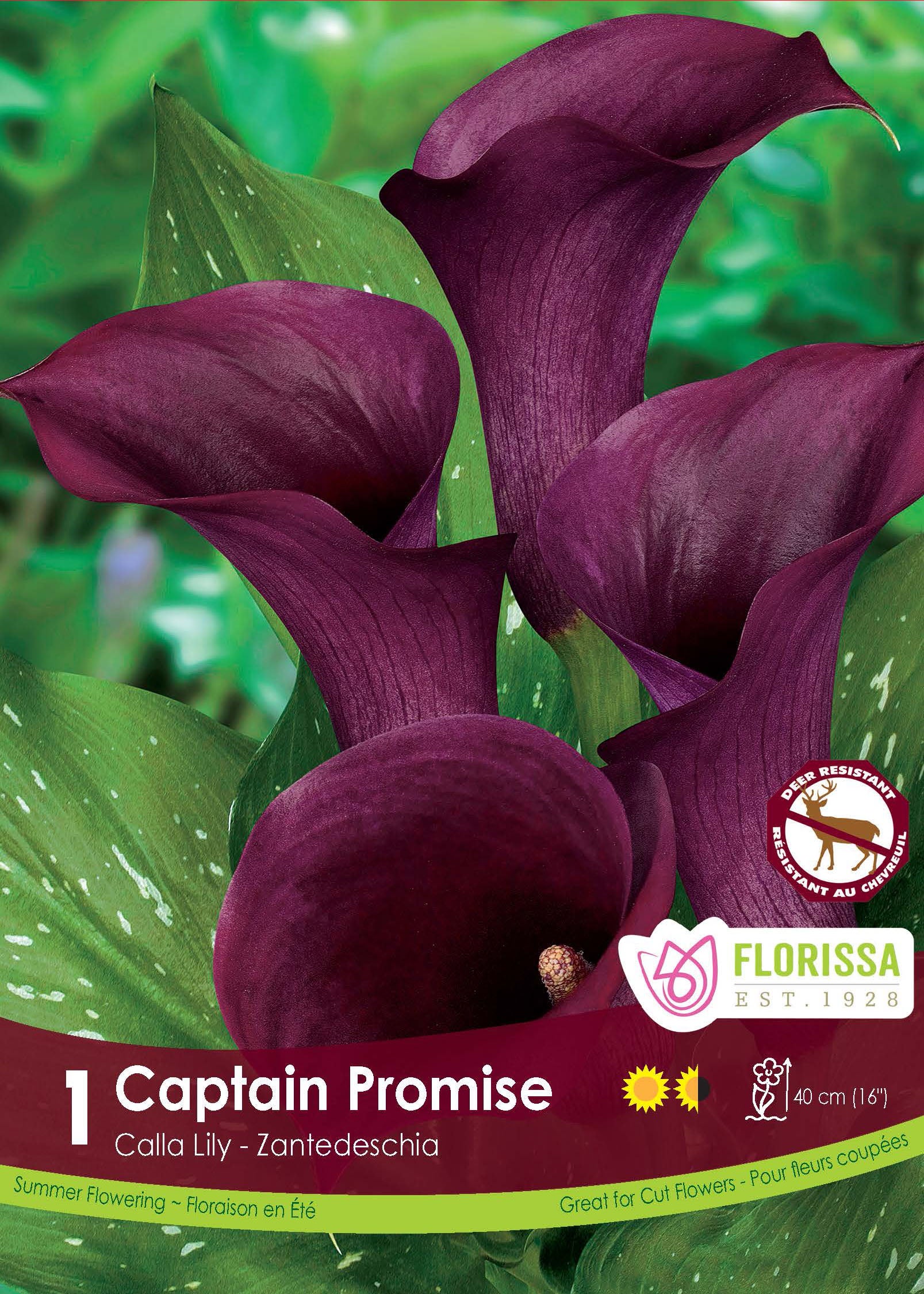 Calla Captain Promise ( Zantedeschia ‘Captain Promise’) : des callas pourpre foncé aux spathes évasées. Le visuel Florissa présente la plante et son nom dans la partie inférieure de l’étiquette. La photographie occupe presque toute la surface, tandis que le bandeau du bas rassemble les indications du produit. Cette vue permet de reconnaître son apparence et de distinguer la variété présentée.