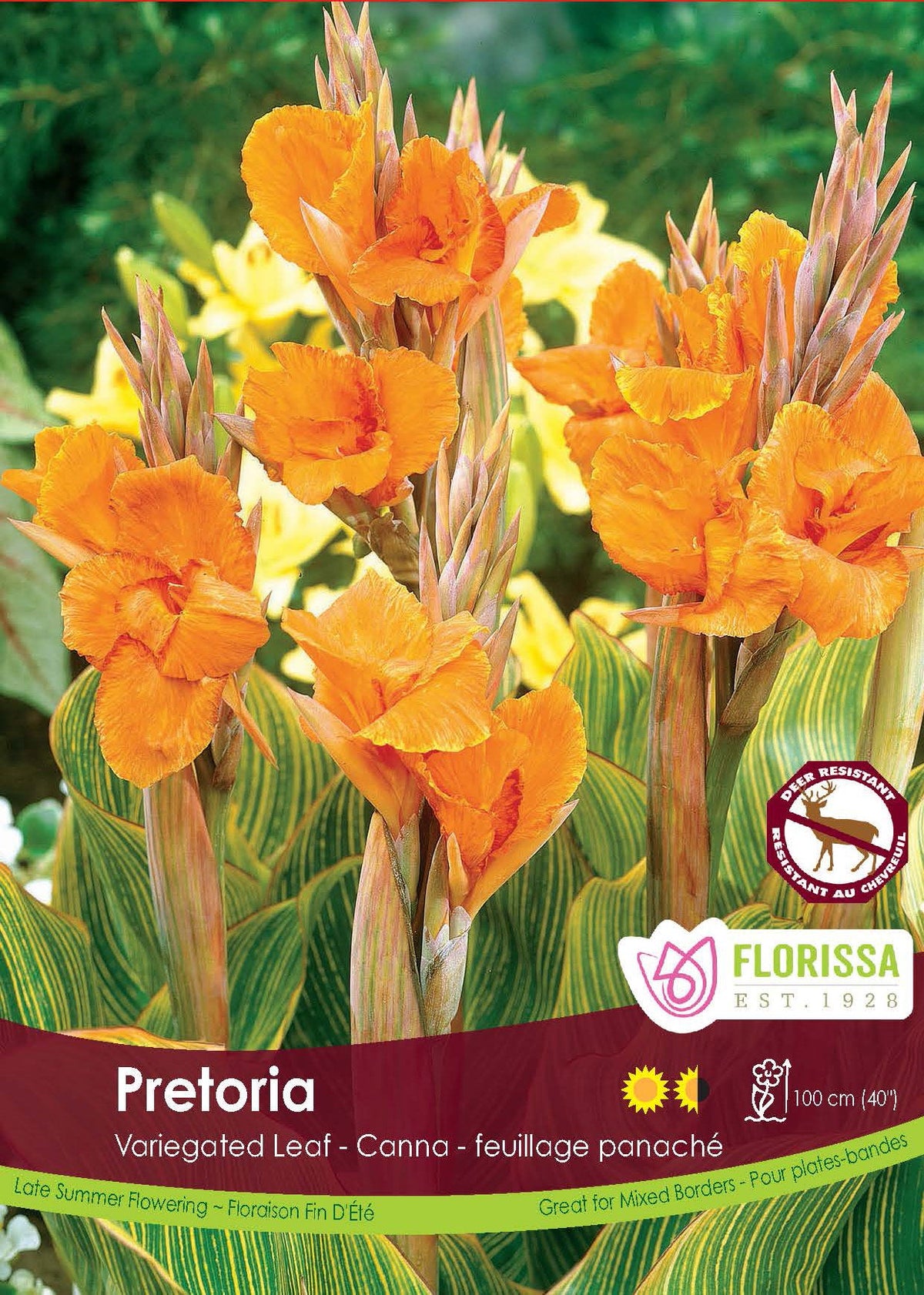 Canna ‘Pretoria’ ( Canna ) : des fleurs orange au-dessus de longues feuilles rayées de vert et de jaune. Le visuel Florissa présente la plante et son nom dans la partie inférieure de l’étiquette. La photographie occupe presque toute la surface, tandis que le bandeau du bas rassemble les indications du produit. Cette vue permet de reconnaître son apparence et de distinguer la variété présentée.