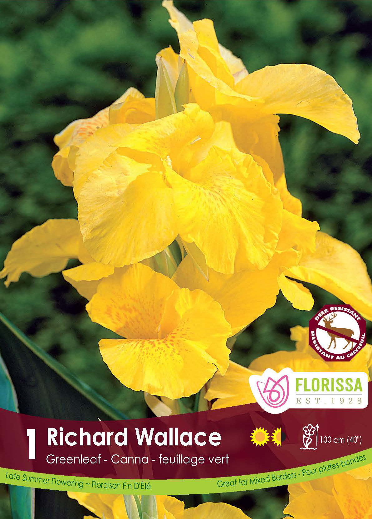 Canna ‘Green Richard Wallace’ ( Canna ‘Richard Wallace’) : des fleurs de canna jaunes aux pétales ondulés. Le visuel Florissa présente la plante et son nom dans la partie inférieure de l’étiquette. La photographie occupe presque toute la surface, tandis que le bandeau du bas rassemble les indications du produit. Cette vue permet de reconnaître son apparence et de distinguer la variété présentée.