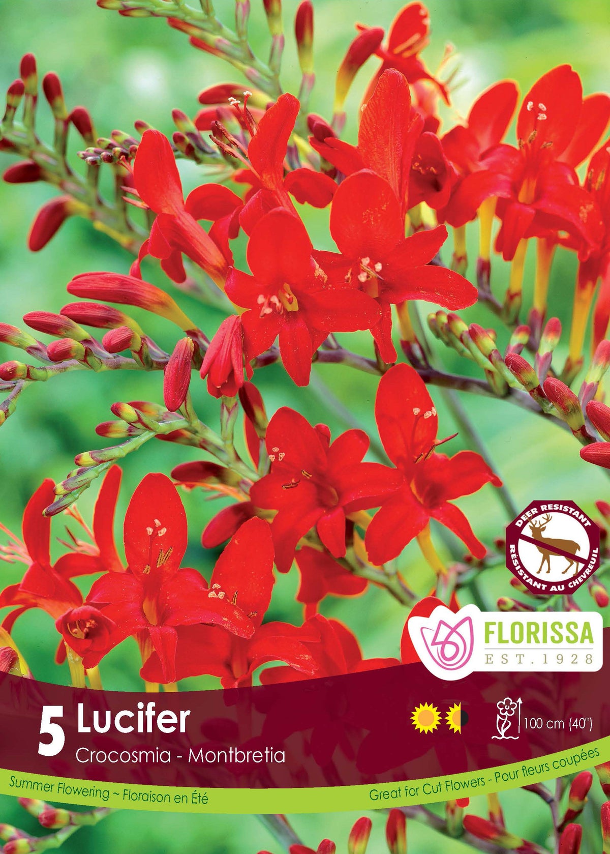 Crocosmia ‘Lucifer’ ( Crocosmia × crocosmiiflora ) : des fleurs de crocosmia rouge vif sur des tiges arquées. Le visuel Florissa présente la plante et son nom dans la partie inférieure de l’étiquette. La photographie occupe presque toute la surface, tandis que le bandeau du bas rassemble les indications du produit. Cette vue permet de reconnaître son apparence et de distinguer la variété présentée.