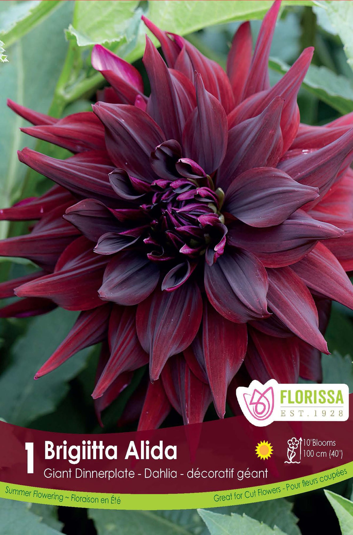 Dahlia ‘Brigitta Alida’ ( Dahlia ) : un dahlia pourpre sombre aux pétales pointus et serrés. Le visuel Florissa présente la plante et son nom dans la partie inférieure de l’étiquette. La photographie occupe presque toute la surface, tandis que le bandeau du bas rassemble les indications du produit. Cette vue permet de reconnaître son apparence et de distinguer la variété présentée.