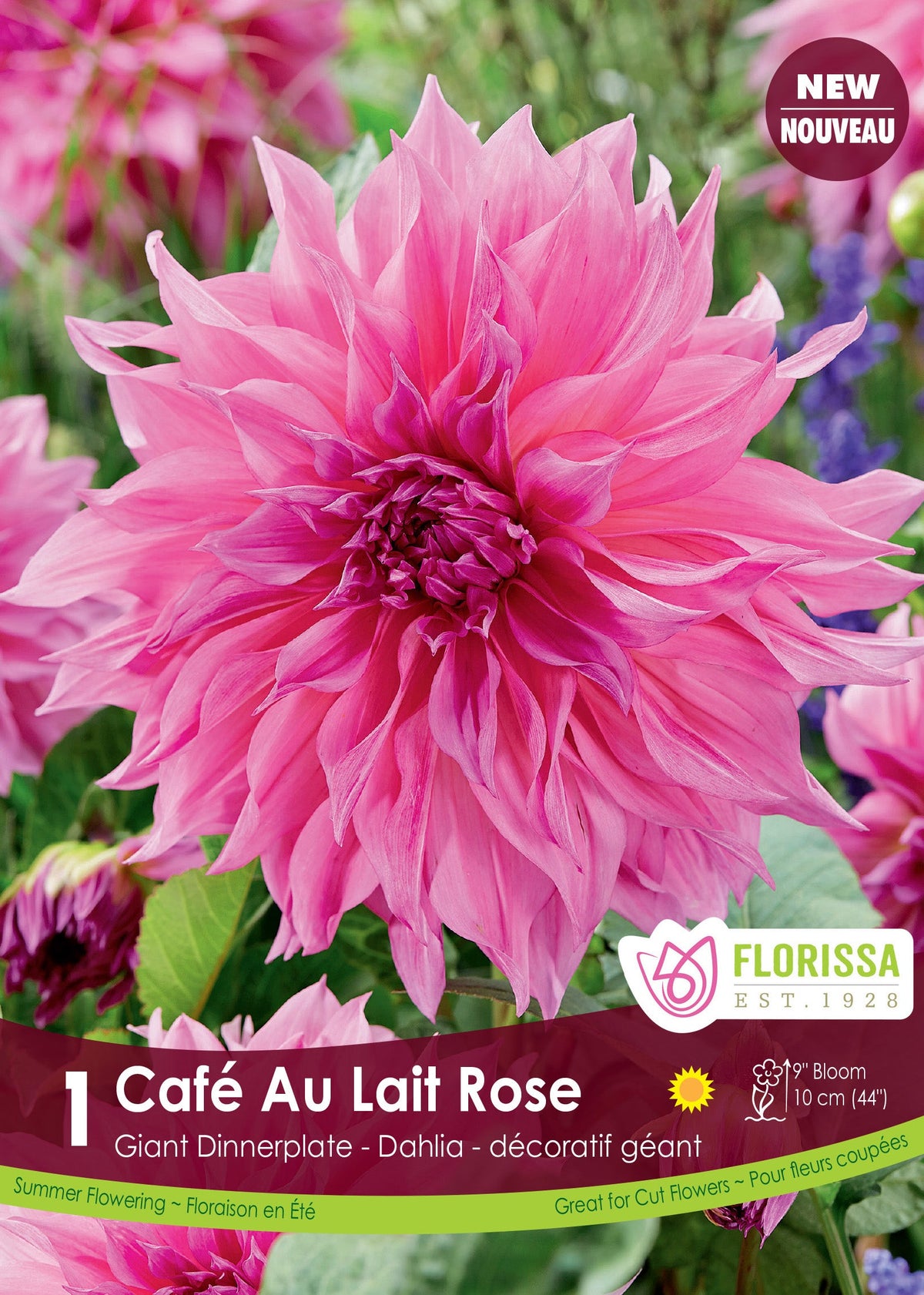 Dahlia géant ‘Café au Lait Rose’ ( Dahlia ) : un grand dahlia rose vif aux nombreux pétales pointus. Le visuel Florissa présente la plante et son nom dans la partie inférieure de l’étiquette. La photographie occupe presque toute la surface, tandis que le bandeau du bas rassemble les indications du produit. Cette vue permet de reconnaître son apparence et de distinguer la variété présentée.