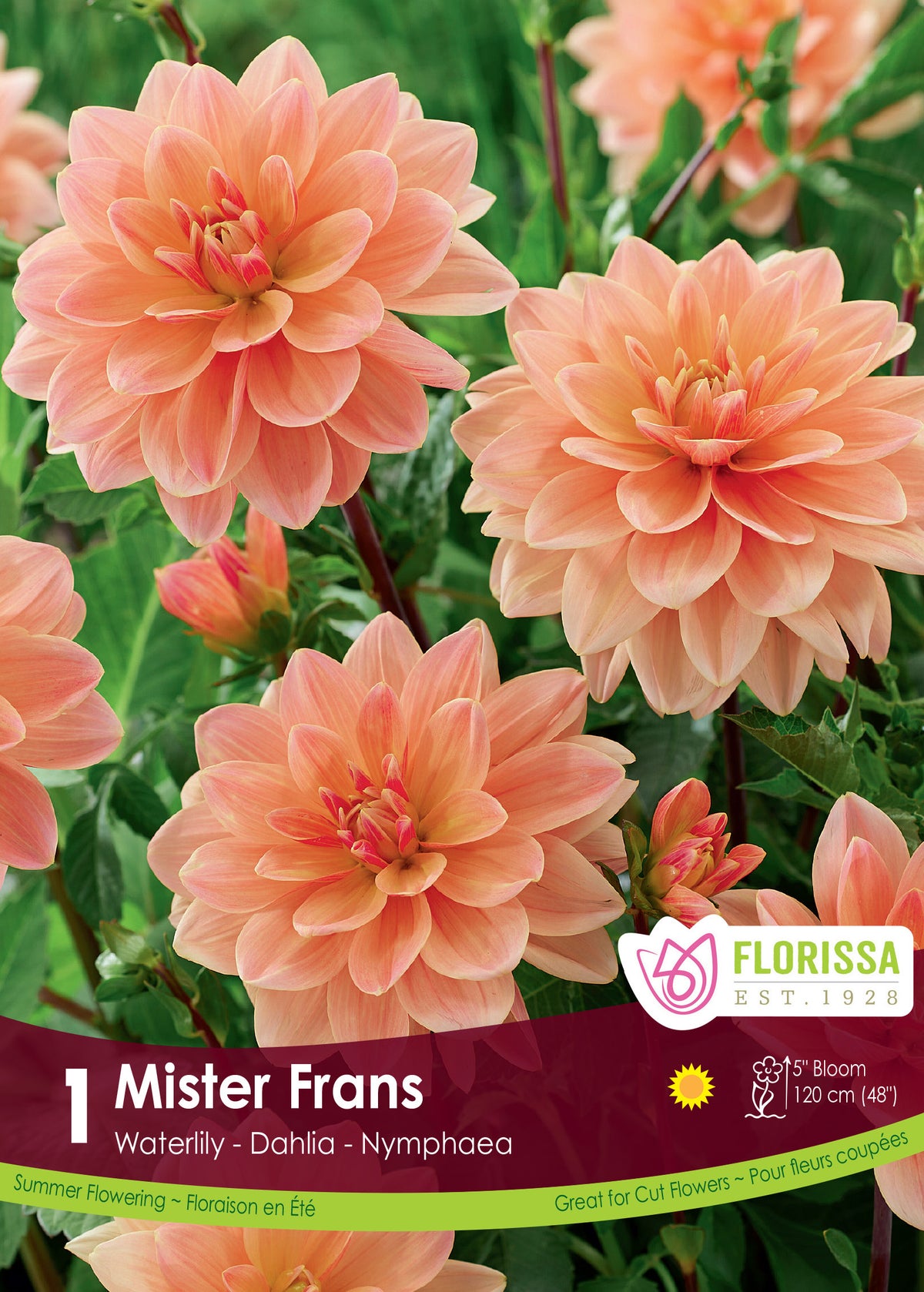 Dahlia nénuphar ‘Mister Frans’ ( Dahlia ) : des dahlias pêche aux pétales larges et arrondis. Le visuel Florissa présente la plante et son nom dans la partie inférieure de l’étiquette. La photographie occupe presque toute la surface, tandis que le bandeau du bas rassemble les indications du produit. Cette vue permet de reconnaître son apparence et de distinguer la variété présentée.