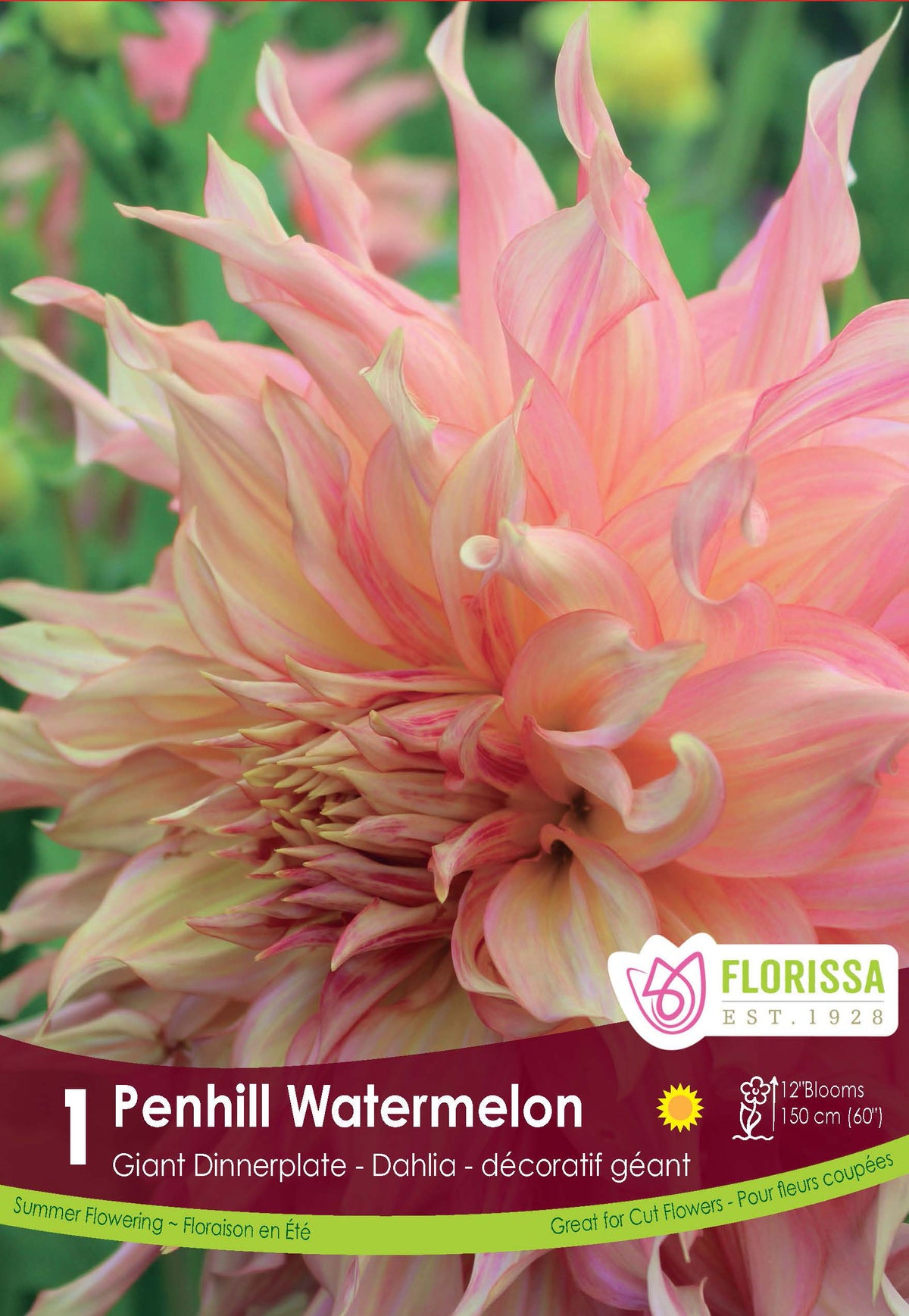 Dahlia géant ‘Penhill Watermelon’ ( Dahlia ) : un dahlia pêche et rose aux longs pétales ondulés. Le visuel Florissa présente la plante et son nom dans la partie inférieure de l’étiquette. La photographie occupe presque toute la surface, tandis que le bandeau du bas rassemble les indications du produit. Cette vue permet de reconnaître son apparence et de distinguer la variété présentée.