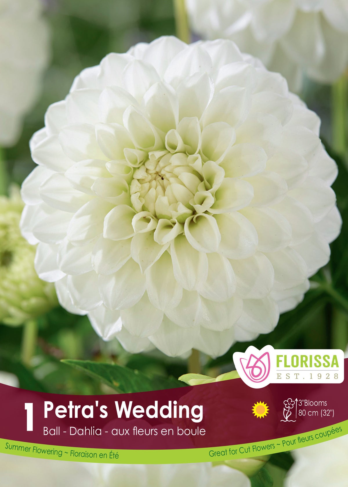 Dahlia Ball ‘Petra’s Wedding’ ( Dahlia ) : un dahlia blanc arrondi aux pétales très serrés. Le visuel Florissa présente la plante et son nom dans la partie inférieure de l’étiquette. La photographie occupe presque toute la surface, tandis que le bandeau du bas rassemble les indications du produit. Cette vue permet de reconnaître son apparence et de distinguer la variété présentée.