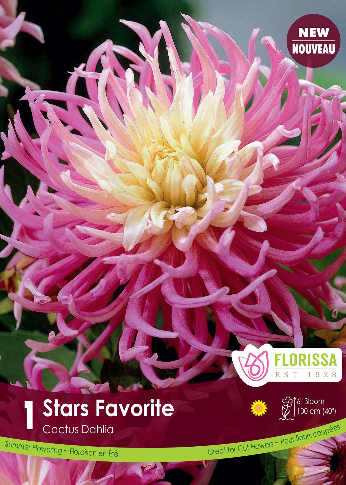 Dahlia cactus ‘Stars Favourite’ ( Dahlia ‘Star’s Favourite’) : un dahlia rose à centre crème et longs pétales recourbés. Le visuel Florissa présente la plante et son nom dans la partie inférieure de l’étiquette. La photographie occupe presque toute la surface, tandis que le bandeau du bas rassemble les indications du produit. Cette vue permet de reconnaître son apparence et de distinguer la variété présentée.