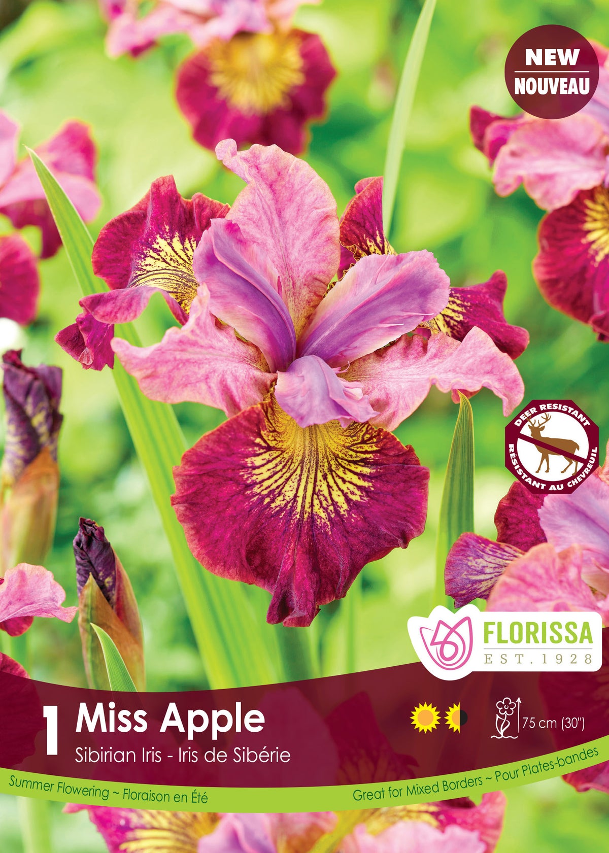 Iris sibirica ‘Miss Apple’ ( Iris ) : un iris rose et pourpre à sépales marqués de jaune. Le visuel Florissa présente la plante et son nom dans la partie inférieure de l’étiquette. La photographie occupe presque toute la surface, tandis que le bandeau du bas rassemble les indications du produit. Cette vue permet de reconnaître son apparence et de distinguer la variété présentée.