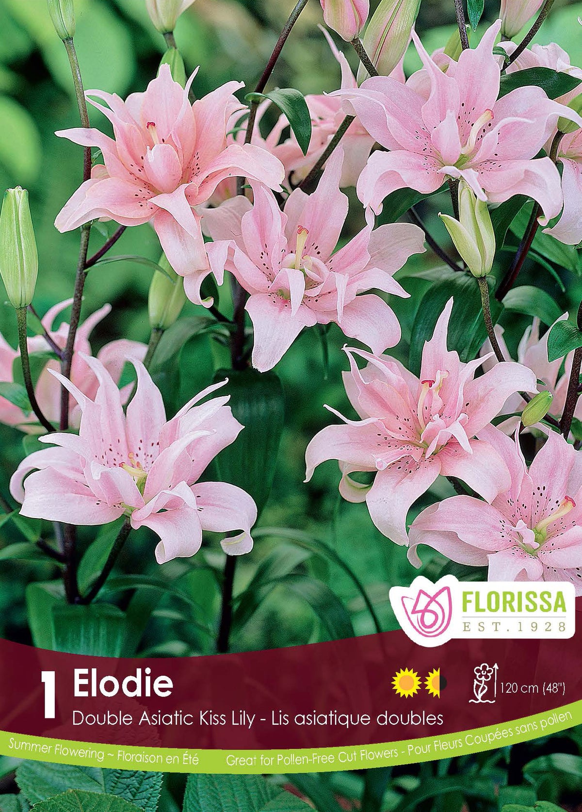 Lis Kiss ‘Elodie’ ( Lilium ) : des lys doubles rose pâle parmi des feuilles vertes. Le visuel Florissa présente la plante et son nom dans la partie inférieure de l’étiquette. La photographie occupe presque toute la surface, tandis que le bandeau du bas rassemble les indications du produit. Cette vue permet de reconnaître son apparence et de distinguer la variété présentée.
