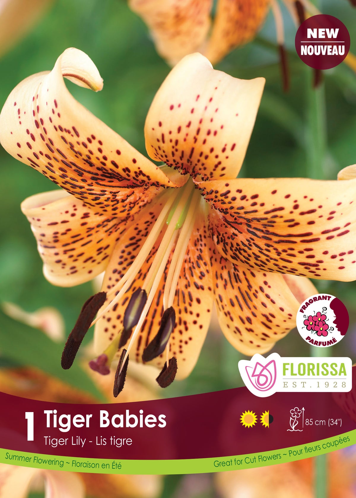 Lis tigre ‘Tiger Babies’ ( Lilium ) : un lys pêche portant de nombreuses petites taches sombres. Le visuel Florissa présente la plante et son nom dans la partie inférieure de l’étiquette. La photographie occupe presque toute la surface, tandis que le bandeau du bas rassemble les indications du produit. Cette vue permet de reconnaître son apparence et de distinguer la variété présentée.