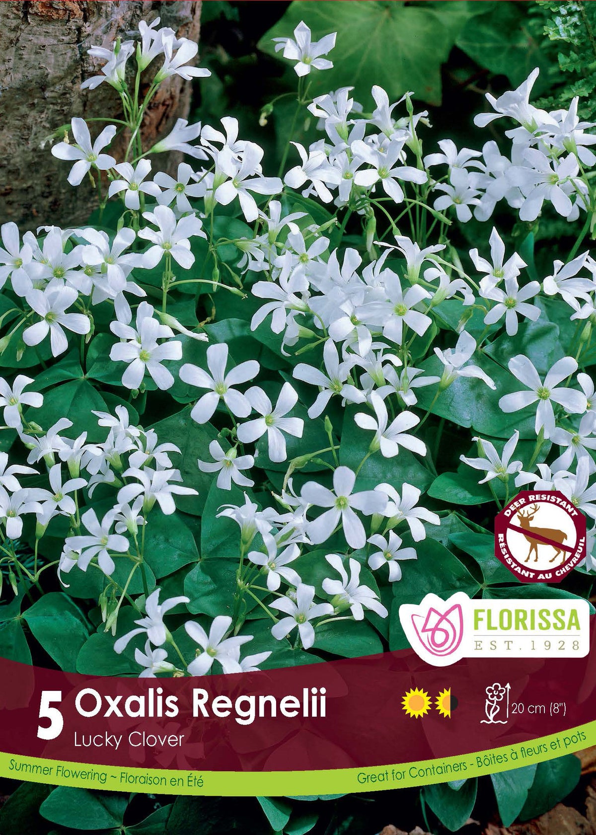 Oxalis ‘Regnellii’ (5 bulbes) ( Oxalis ) : des petites fleurs blanches au-dessus de feuilles vertes à trois folioles. Le visuel Florissa présente la plante et son nom dans la partie inférieure de l’étiquette. La photographie occupe presque toute la surface, tandis que le bandeau du bas rassemble les indications du produit. Cette vue permet de reconnaître son apparence et de distinguer la variété présentée.