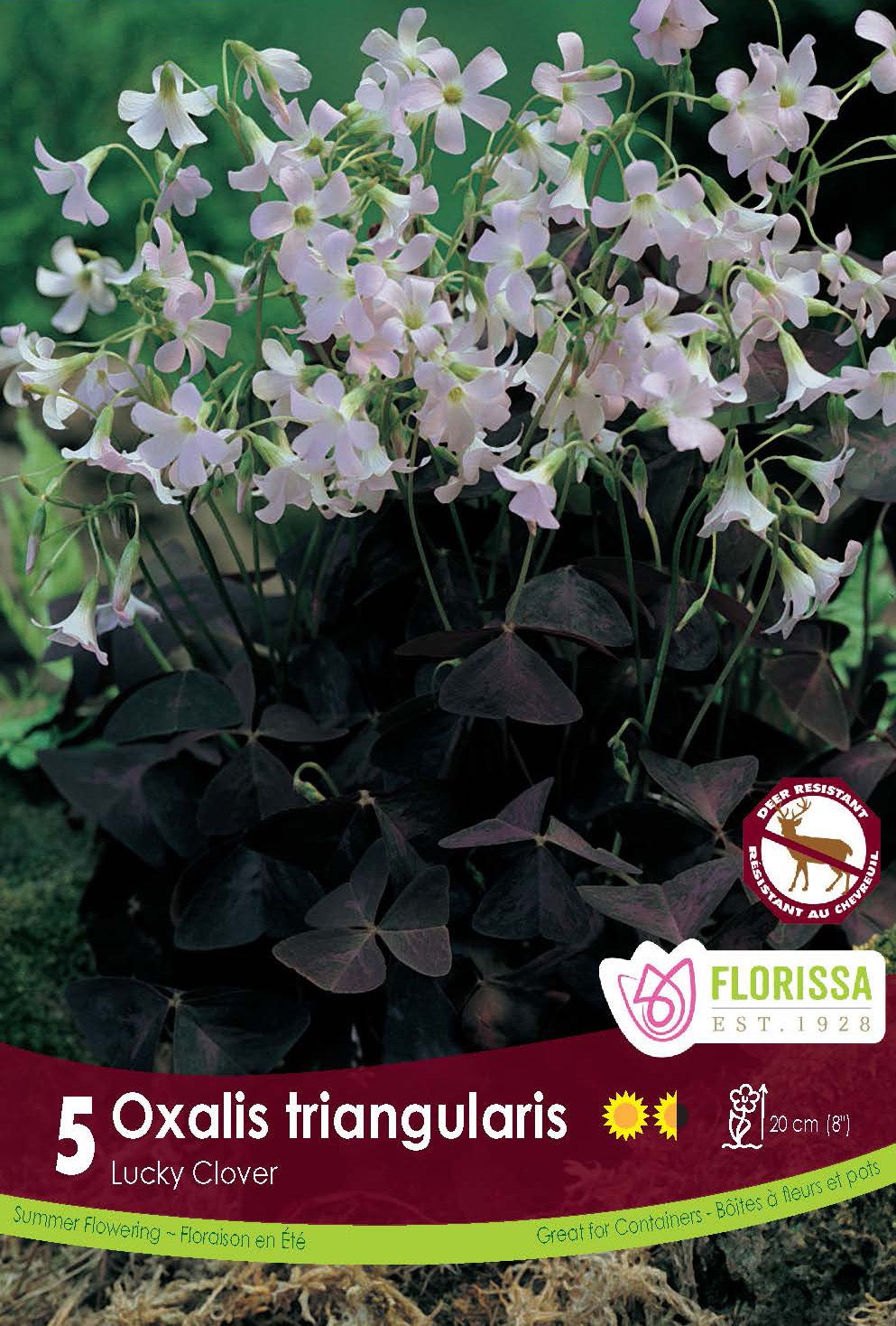 Oxalis ‘Triangularis’ ( Oxalis ) : des petites fleurs rose pâle au-dessus de feuilles triangulaires pourpres. Le visuel Florissa présente la plante et son nom dans la partie inférieure de l’étiquette. La photographie occupe presque toute la surface, tandis que le bandeau du bas rassemble les indications du produit. Cette vue permet de reconnaître son apparence et de distinguer la variété présentée.