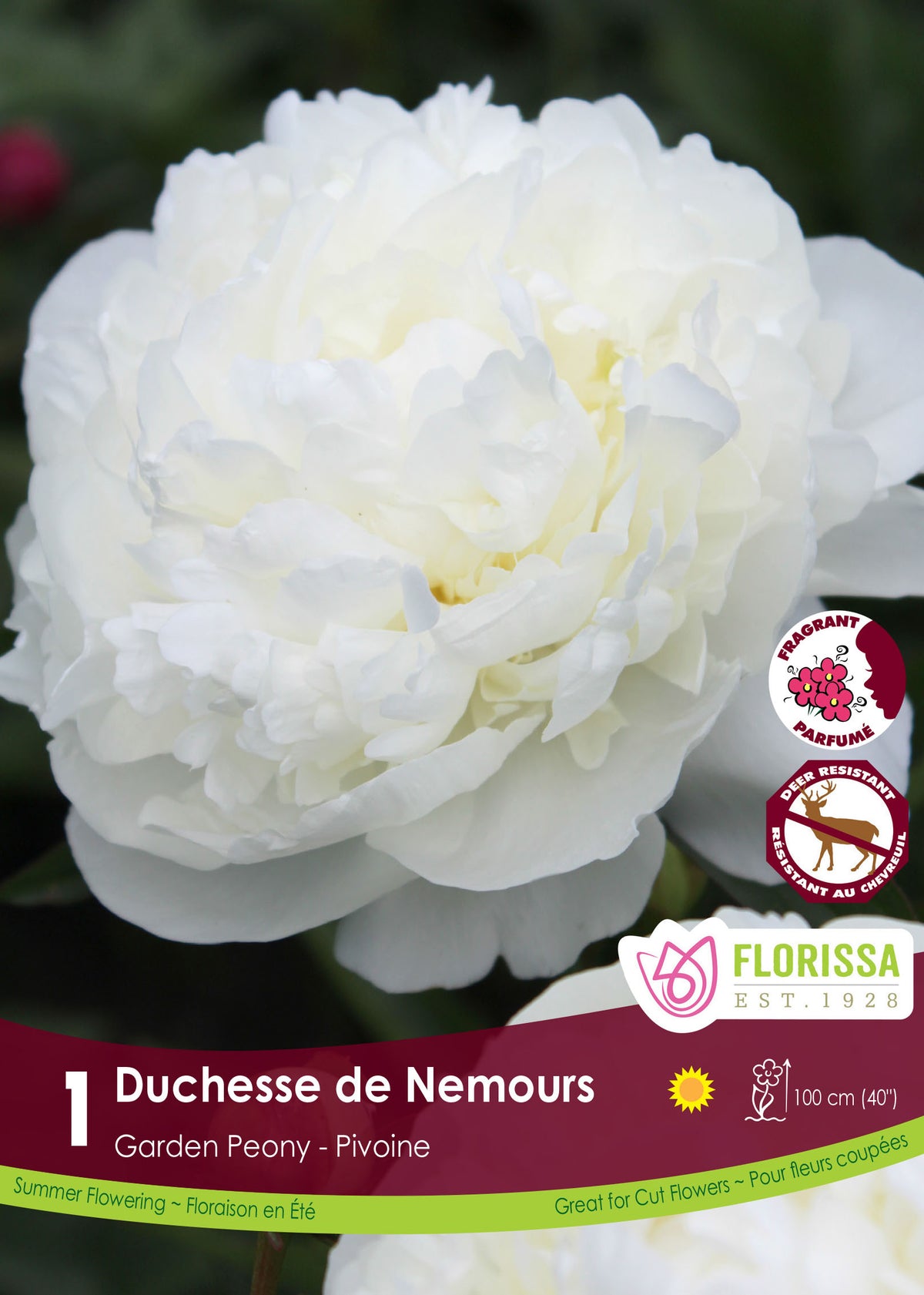 Pivoine ‘Duchesse de Nemours’ ( Paeonia ) : une pivoine double blanche aux nombreux pétales serrés. Le visuel Florissa présente la plante et son nom dans la partie inférieure de l’étiquette. La photographie occupe presque toute la surface, tandis que le bandeau du bas rassemble les indications du produit. Cette vue permet de reconnaître son apparence et de distinguer la variété présentée.