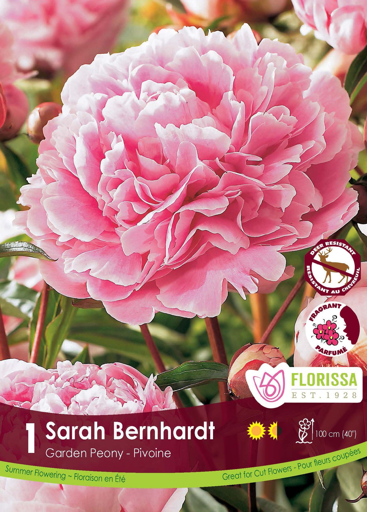 Pivoine ‘Sarah Bernhardt’ ( Paeonia ) : une pivoine double rose aux pétales bordés de clair. Le visuel Florissa présente la plante et son nom dans la partie inférieure de l’étiquette. La photographie occupe presque toute la surface, tandis que le bandeau du bas rassemble les indications du produit. Cette vue permet de reconnaître son apparence et de distinguer la variété présentée.