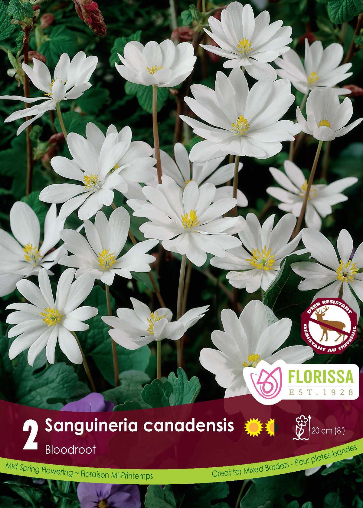 Sanguinaire du Canada ( Sanguinaria ) : des fleurs de sanguinaire blanches à cœur jaune au-dessus des feuilles. Le visuel Florissa présente la plante et son nom dans la partie inférieure de l’étiquette. La photographie occupe presque toute la surface, tandis que le bandeau du bas rassemble les indications du produit. Cette vue permet de reconnaître son apparence et de distinguer la variété présentée.