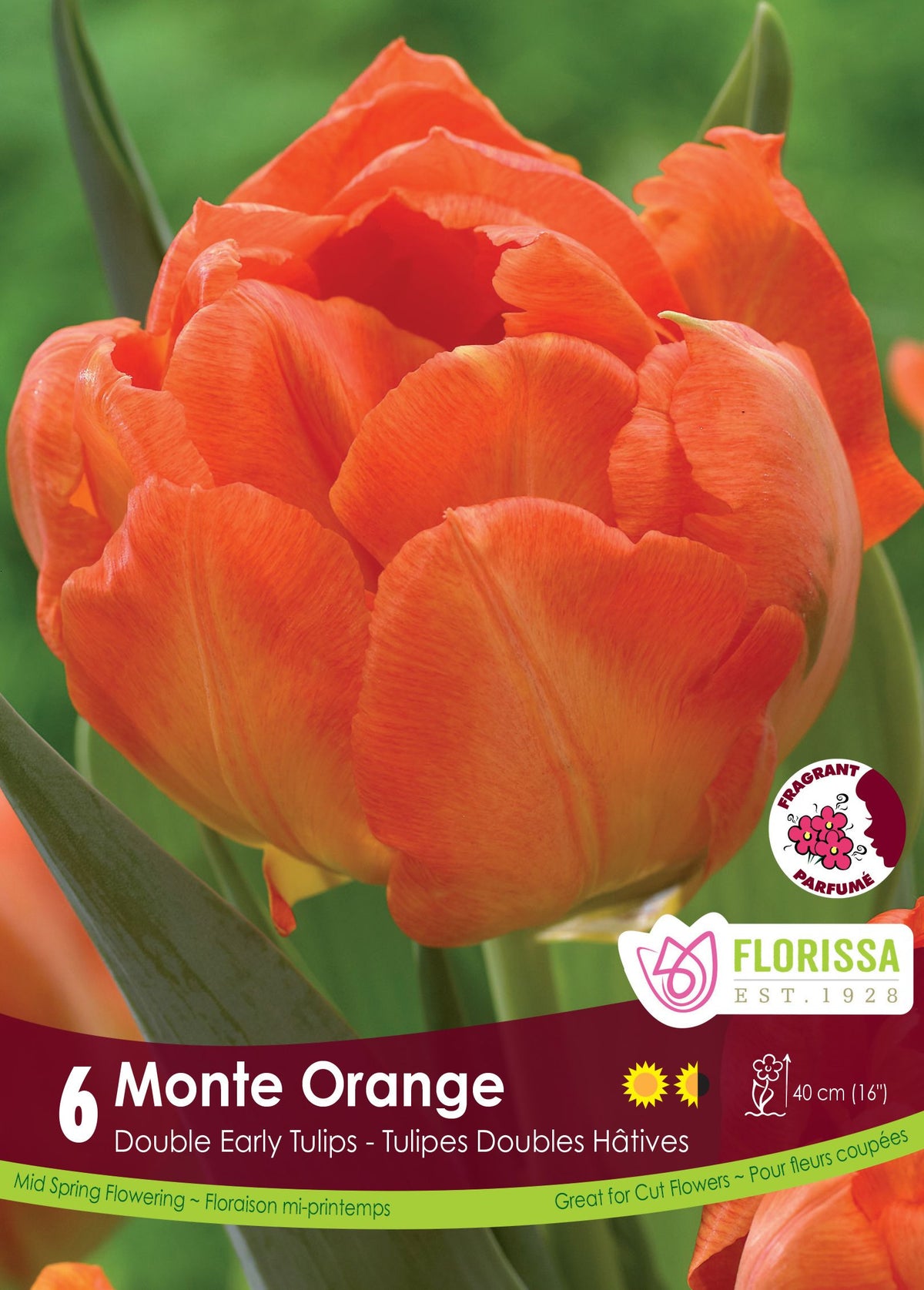 Tulipe Monte Orange ( Tulipa ) : une tulipe double orange vif. Le visuel Florissa présente la plante et son nom dans la partie inférieure de l’étiquette. La photographie occupe presque toute la surface, tandis que le bandeau du bas rassemble les indications du produit. Cette vue permet de reconnaître son apparence et de distinguer la variété présentée.
