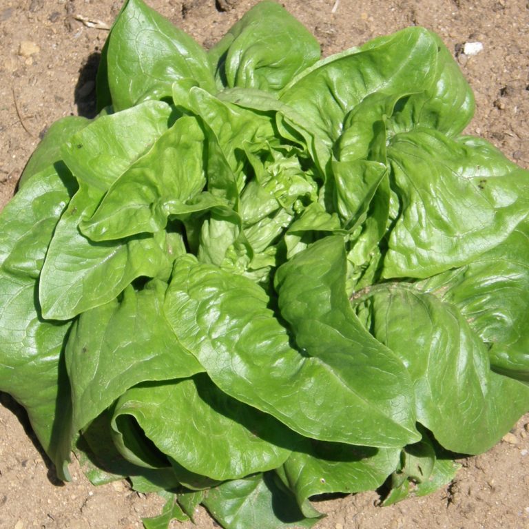 Laitue Feuille Deer Tongue. Rosette de laitue verte aux feuilles triangulaires arrondies. Le cadrage permet de voir les formes, les couleurs et les détails du sujet représenté. Les contours se détachent du fond de l’image, avec des différences de teinte et de texture visibles sur les surfaces. Cette vue accompagne la présentation du produit dans la boutique.