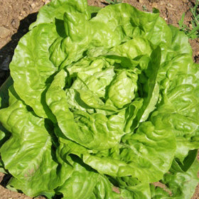 Laitue Pommée Grosse blonde Paresseuse. Grande pomme de laitue vert clair, vue du dessus. Le cadrage permet de voir les formes, les couleurs et les détails du sujet représenté. Les contours se détachent du fond de l’image, avec des différences de teinte et de texture visibles sur les surfaces. Cette vue accompagne la présentation du produit dans la boutique.