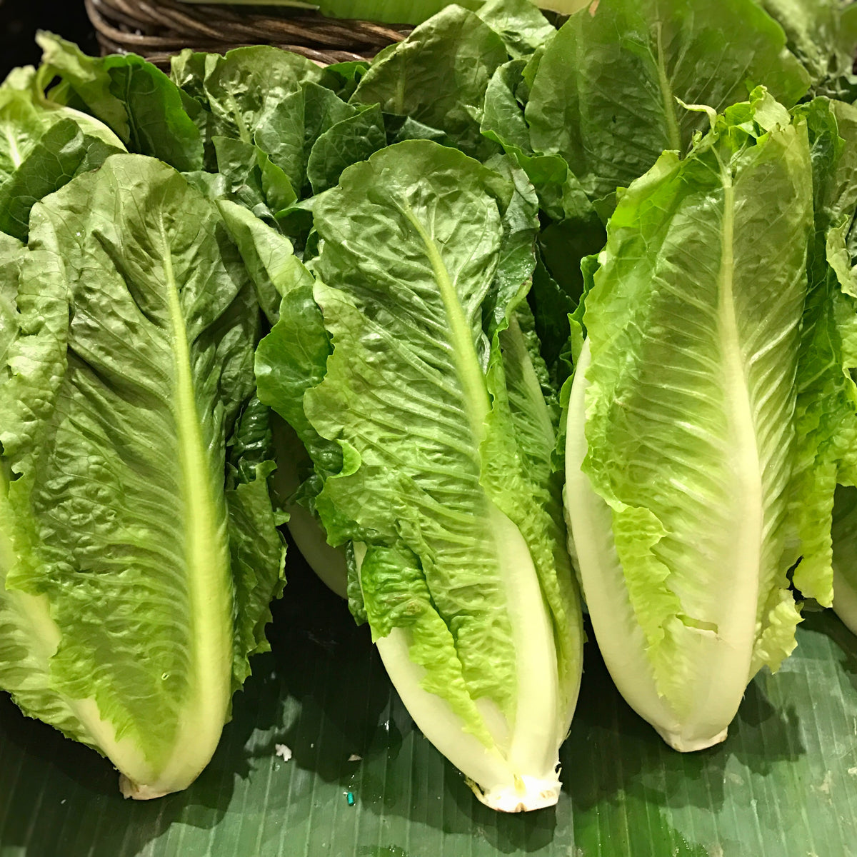 Photographie de Laitue romaine sur ruban (Lactuca sativa), sélection proposée en semences W.H. Perron. Le visuel présente l’apparence de la plante ou de sa récolte et permet d’en observer les formes et les couleurs. Cette vue illustre les caractéristiques visibles de la sélection, dans une présentation destinée à accompagner son identification et à montrer son intérêt au jardin.