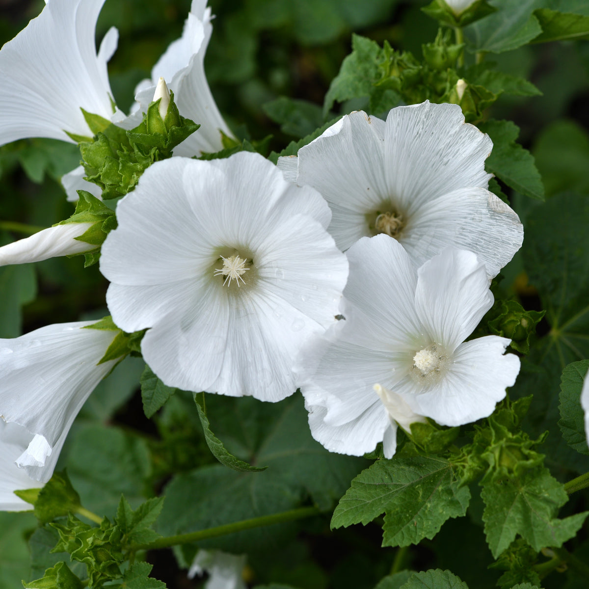 Des fleurs blanches largement ouvertes se superposent devant un feuillage vert sombre. Leurs pétales arrondis portent de fines stries qui convergent vers les petits centres crème. Certaines corolles sont vues de face, tandis que d’autres se tournent sur le côté ou dépassent le cadre. Des boutons verts pointus et des feuilles dentées apparaissent entre les fleurs.