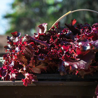 Visuel principal associé à Laitue à feuilles de chêne 'Red Salad Bowl', semences offertes par Cutleaf Seed. Cette image accompagne la fiche pour relier clairement le produit à son emballage ou à la culture présentée. Elle complète les renseignements de semis, de culture et de récolte, sans remplacer les indications propres au lot ni les conseils détaillés figurant sur le sachet.
