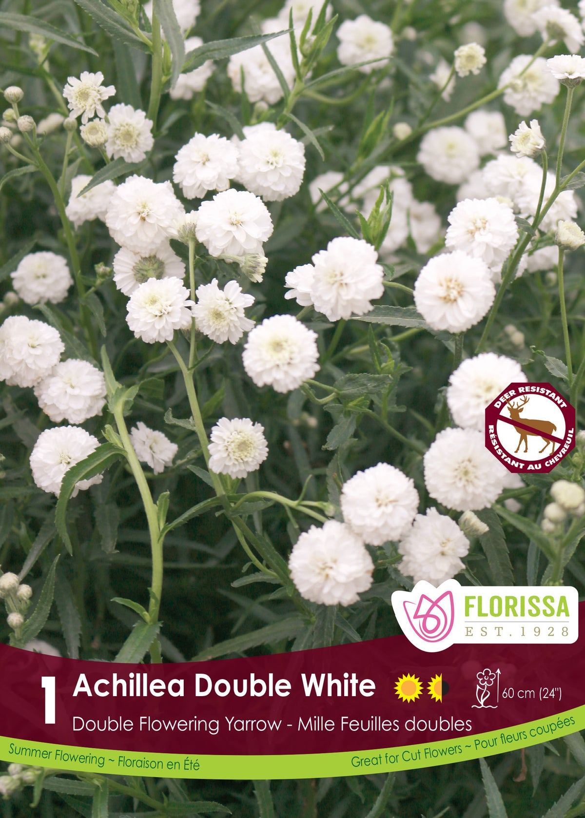 Achillée Double White ( Achillea ptarmica ‘Double White’) : de nombreuses petites fleurs blanches doubles sur des tiges fines. Le visuel Florissa présente la plante et son nom dans la partie inférieure de l’étiquette. La photographie occupe presque toute la surface, tandis que le bandeau du bas rassemble les indications du produit. Cette vue permet de reconnaître son apparence et de distinguer la variété présentée.