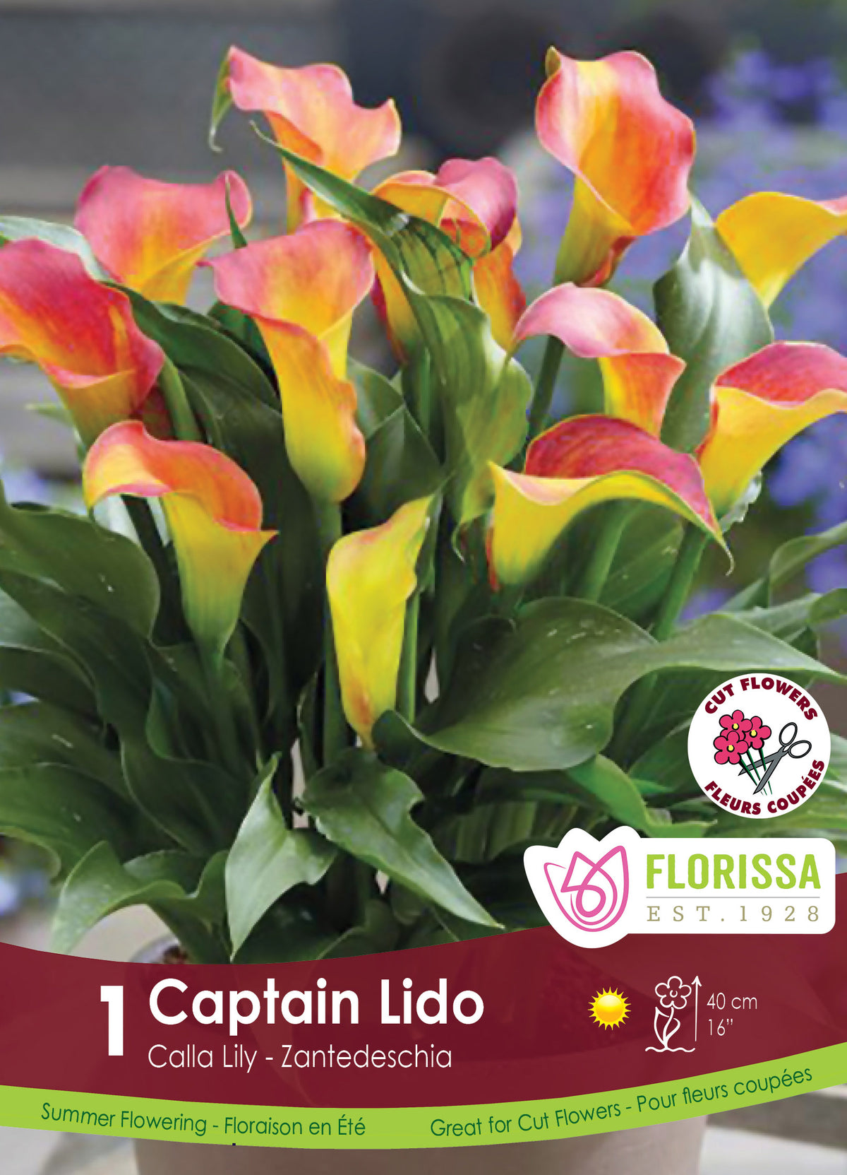 Calla Captain Lido ( Zantedeschia ‘Captain Lido’) : des callas jaunes et roses regroupés dans un pot. Le visuel Florissa présente la plante et son nom dans la partie inférieure de l’étiquette. La photographie occupe presque toute la surface, tandis que le bandeau du bas rassemble les indications du produit. Cette vue permet de reconnaître son apparence et de distinguer la variété présentée.
