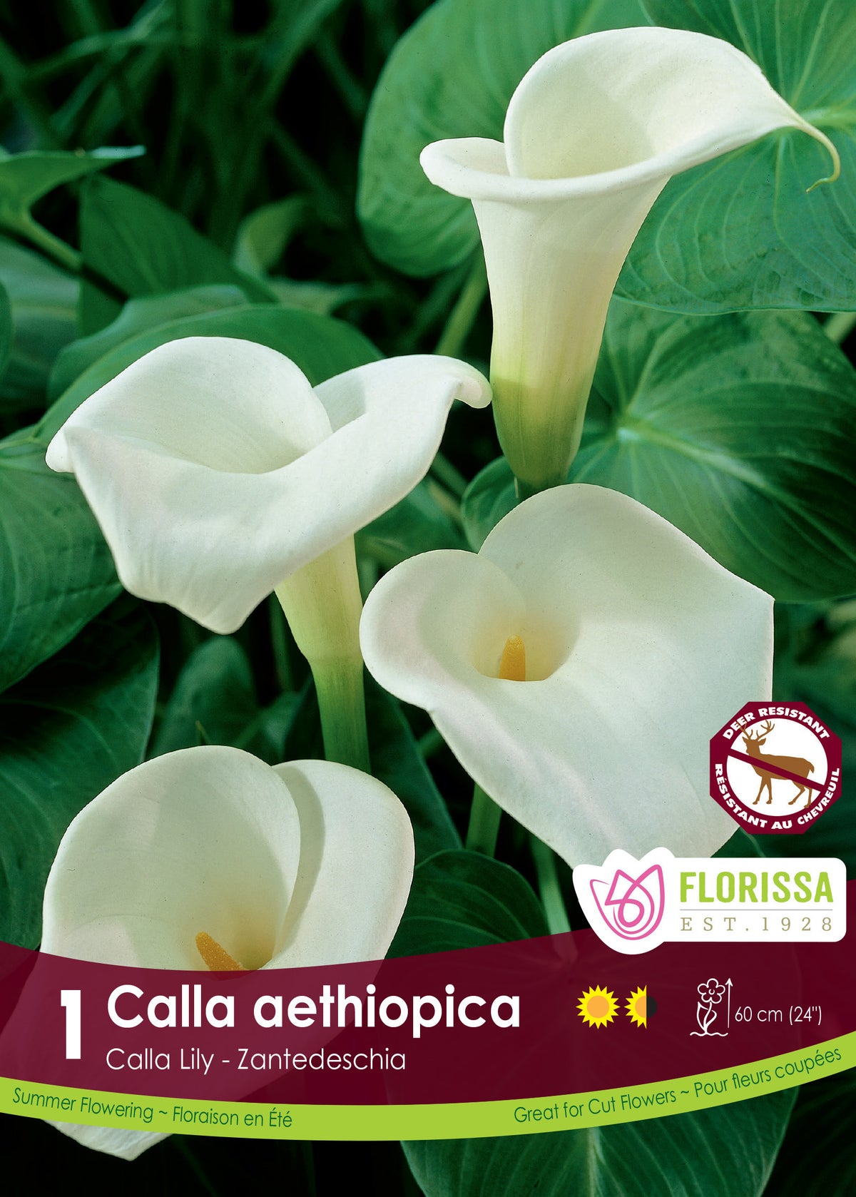 Calla d’Éthiopie ( Zantedeschia aethiopica ) : des callas blancs aux spathes ouvertes sur un fond de feuilles vertes. Le visuel Florissa présente la plante et son nom dans la partie inférieure de l’étiquette. La photographie occupe presque toute la surface, tandis que le bandeau du bas rassemble les indications du produit. Cette vue permet de reconnaître son apparence et de distinguer la variété présentée.