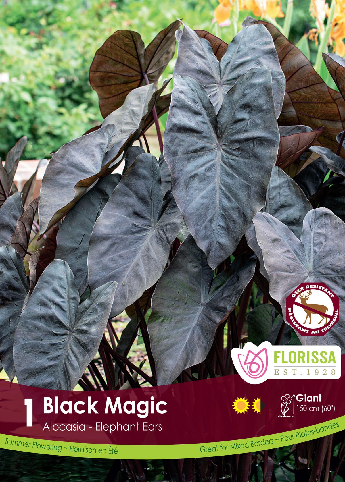 Colocasia ‘Black Magic’ ( Colocasia ) : de grandes feuilles en forme de cœur, pourpre très sombre. Le visuel Florissa présente la plante et son nom dans la partie inférieure de l’étiquette. La photographie occupe presque toute la surface, tandis que le bandeau du bas rassemble les indications du produit. Cette vue permet de reconnaître son apparence et de distinguer la variété présentée.