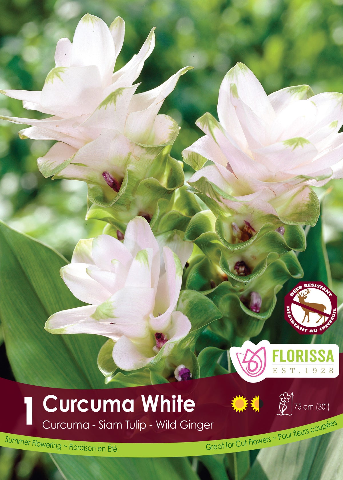 Curcuma ‘White’ ( Curcuma alismatifolia ) : des bractées blanches dressées au-dessus d’un feuillage vert. Le visuel Florissa présente la plante et son nom dans la partie inférieure de l’étiquette. La photographie occupe presque toute la surface, tandis que le bandeau du bas rassemble les indications du produit. Cette vue permet de reconnaître son apparence et de distinguer la variété présentée.