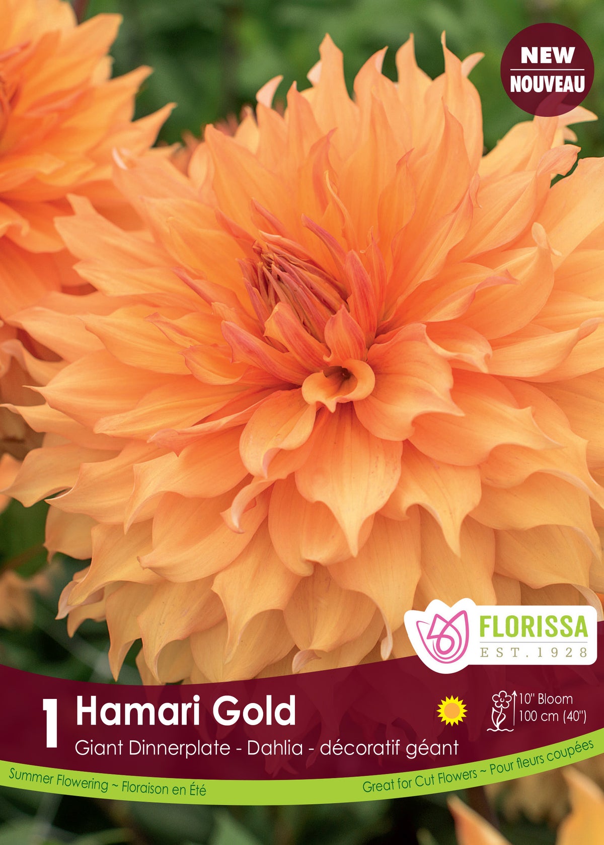 Dahlia géant ‘Hamari Gold’ ( Dahlia ) : un grand dahlia orange abricot aux pétales nombreux. Le visuel Florissa présente la plante et son nom dans la partie inférieure de l’étiquette. La photographie occupe presque toute la surface, tandis que le bandeau du bas rassemble les indications du produit. Cette vue permet de reconnaître son apparence et de distinguer la variété présentée.