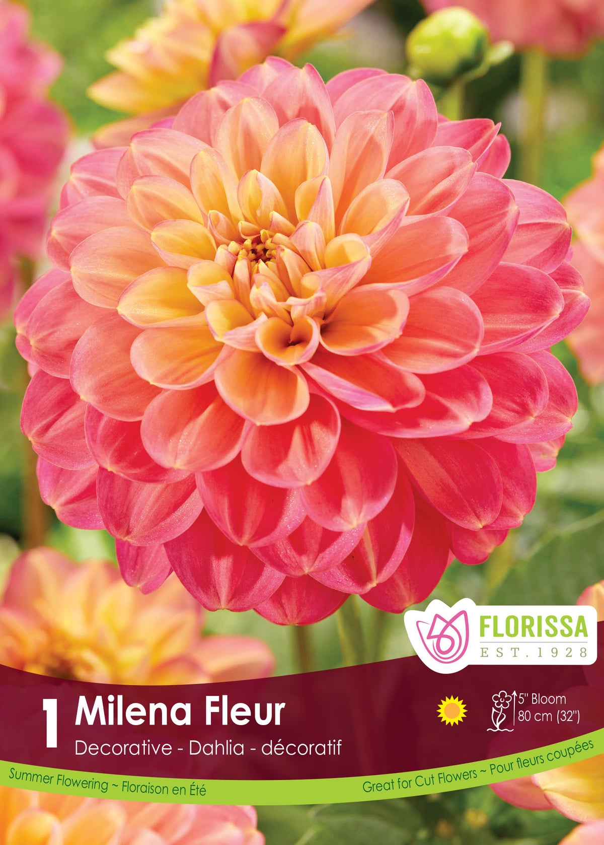 Dahlia décoratif ‘Milena Fleur’ ( Dahlia ) : un dahlia rose corail et jaune aux pétales nombreux. Le visuel Florissa présente la plante et son nom dans la partie inférieure de l’étiquette. La photographie occupe presque toute la surface, tandis que le bandeau du bas rassemble les indications du produit. Cette vue permet de reconnaître son apparence et de distinguer la variété présentée.