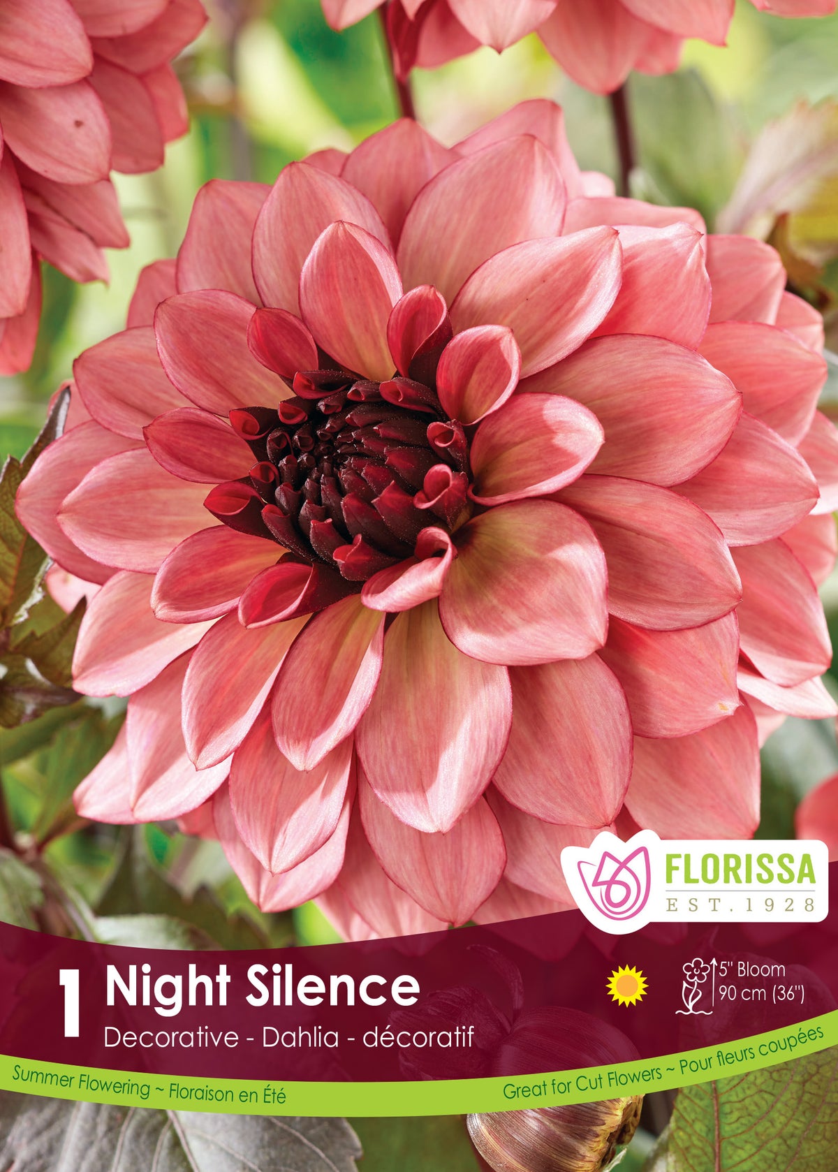 Dahlia décoratif ‘Night Silence’ ( Dahlia ) : un dahlia rose cuivré à centre très sombre. Le visuel Florissa présente la plante et son nom dans la partie inférieure de l’étiquette. La photographie occupe presque toute la surface, tandis que le bandeau du bas rassemble les indications du produit. Cette vue permet de reconnaître son apparence et de distinguer la variété présentée.