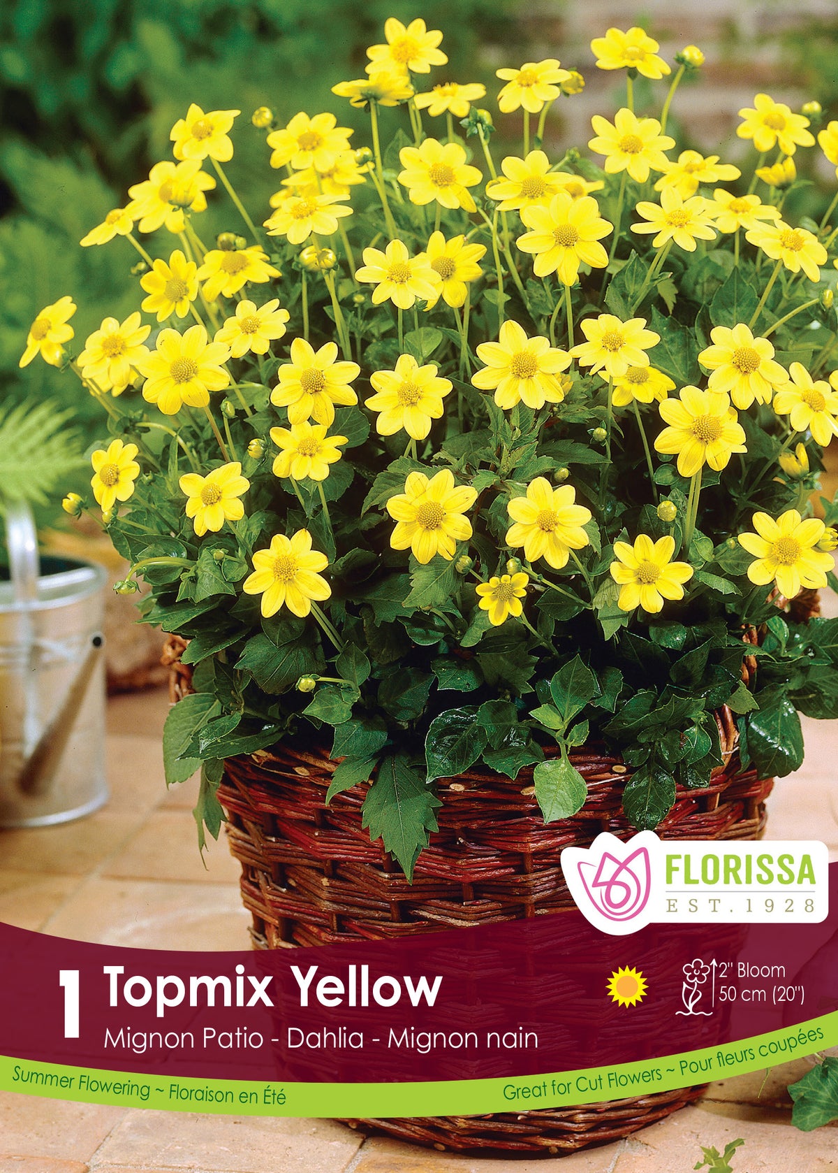 Dahlia ‘Topmix Yellow’ ( Dahlia ) : de petites fleurs de dahlia jaunes à cœur jaune, dans un panier. Le visuel Florissa présente la plante et son nom dans la partie inférieure de l’étiquette. La photographie occupe presque toute la surface, tandis que le bandeau du bas rassemble les indications du produit. Cette vue permet de reconnaître son apparence et de distinguer la variété présentée.