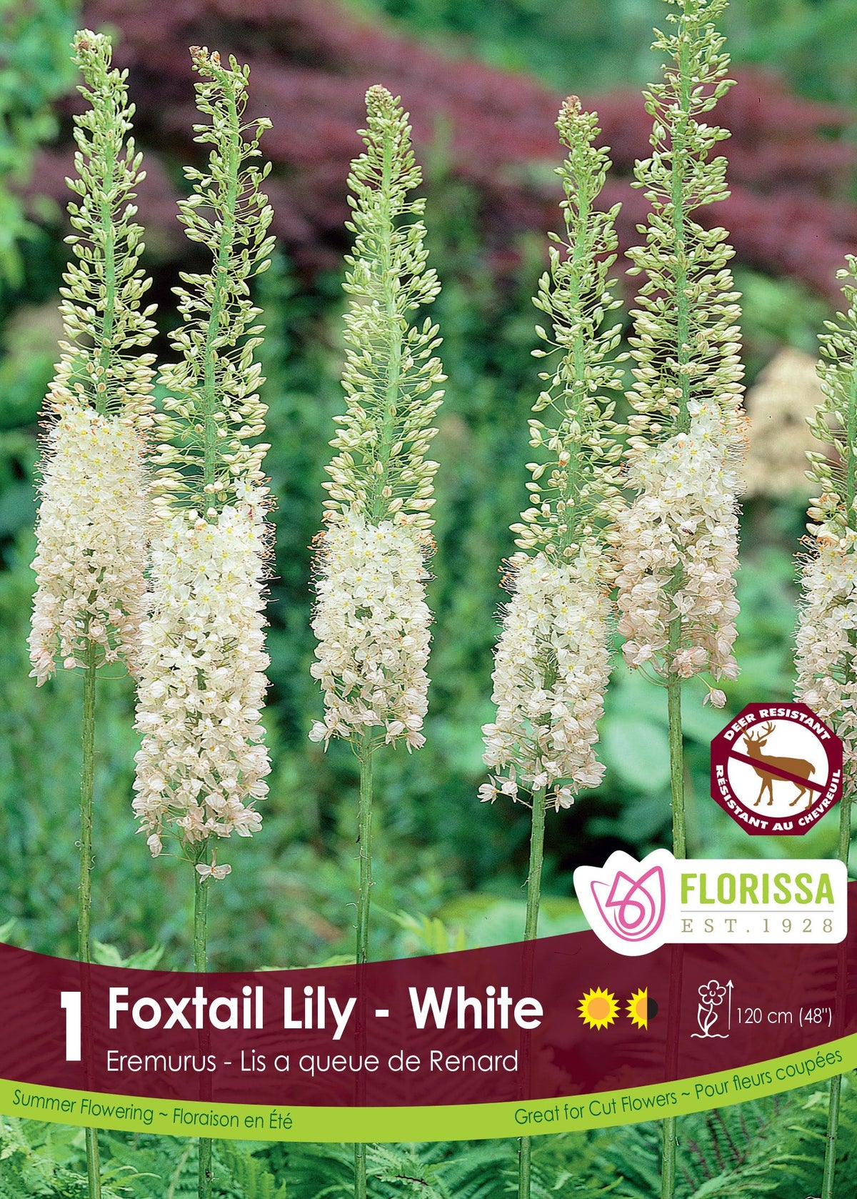 Éremurus 'White'