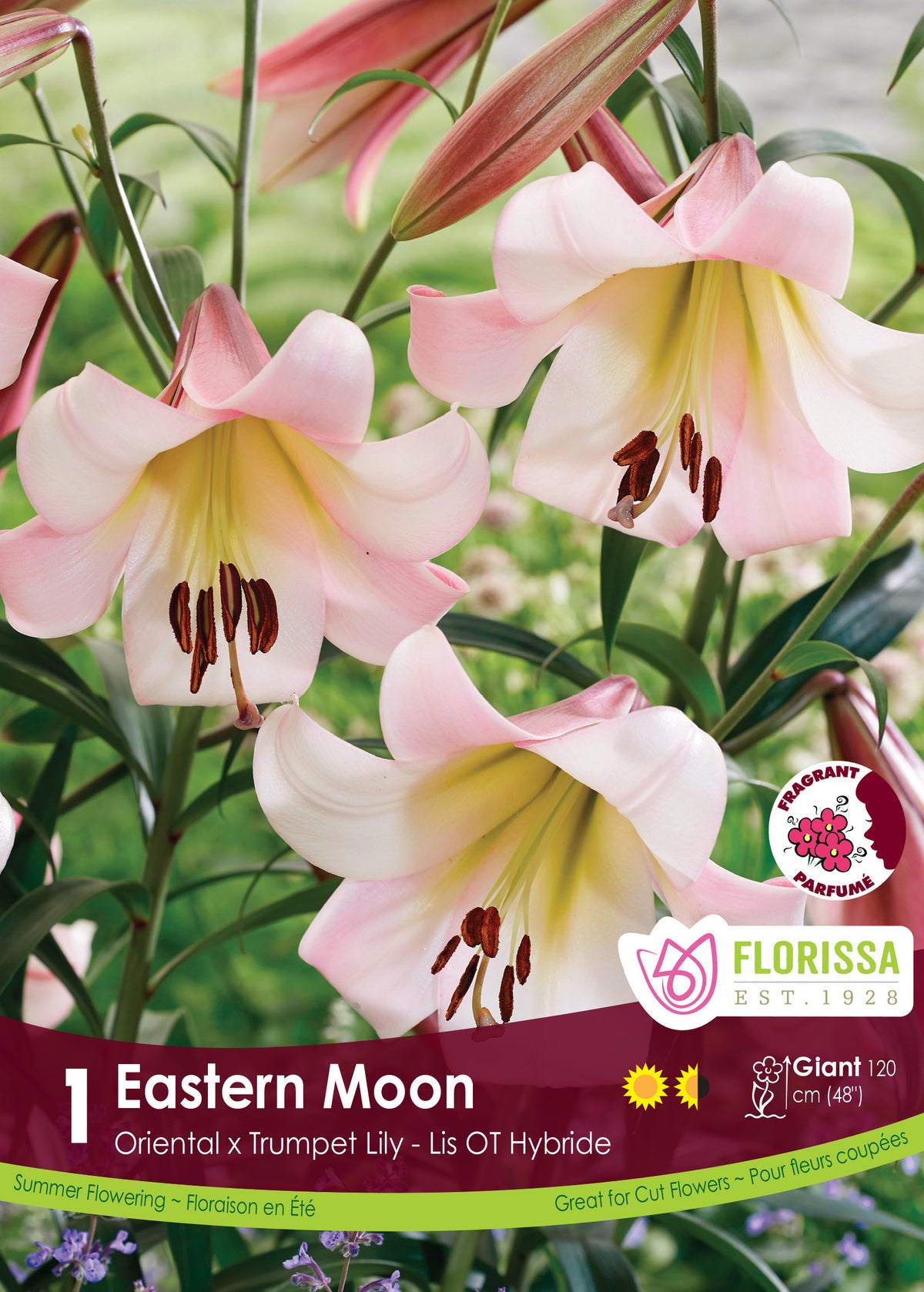 Lis ‘Eastern Moon’ ( Lilium ) : des lys rose pâle et crème à gorge jaune, ouverts sur leurs tiges. Le visuel Florissa présente la plante et son nom dans la partie inférieure de l’étiquette. La photographie occupe presque toute la surface, tandis que le bandeau du bas rassemble les indications du produit. Cette vue permet de reconnaître son apparence et de distinguer la variété présentée.