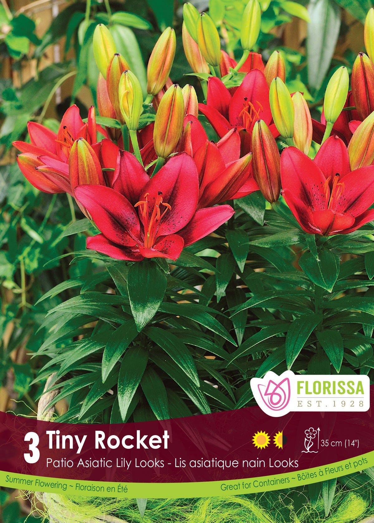 Lis asiatique ‘Tiny Rocket’ ( Lilium ) : des lys rouge vif dressés parmi des boutons orangés et un feuillage vert. Le visuel Florissa présente la plante et son nom dans la partie inférieure de l’étiquette. La photographie occupe presque toute la surface, tandis que le bandeau du bas rassemble les indications du produit. Cette vue permet de reconnaître son apparence et de distinguer la variété présentée.