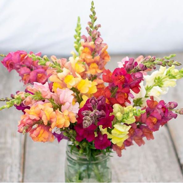 Organic 'Lion's Mouth Snapdragon Mix Seeds by Gaia, product image prepared for Canadian gardeners.