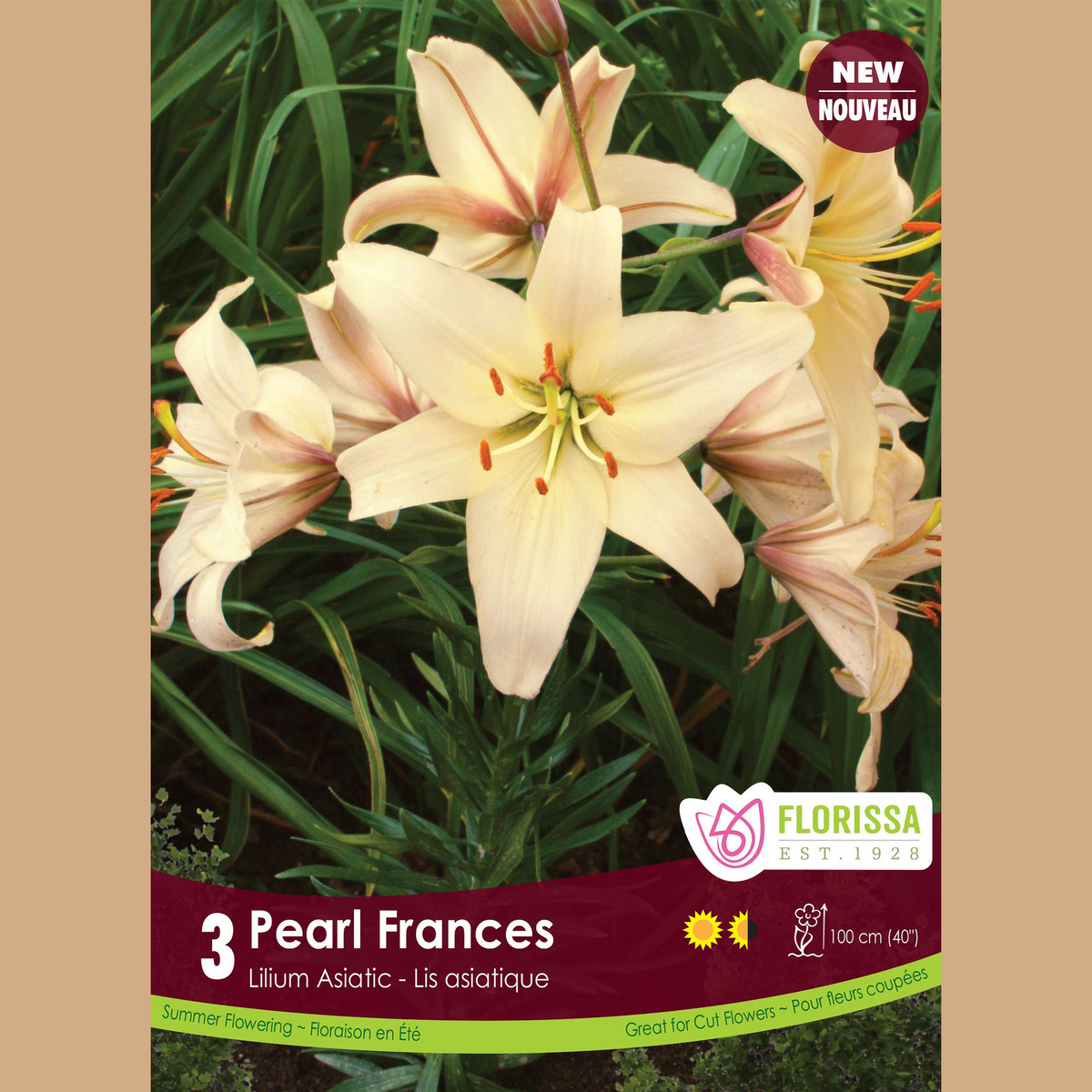 Lis asiatique ‘Pearl Frances’ ( Lilium ) : des lys crème légèrement teintés de pêche. Le visuel Florissa présente la plante et son nom dans la partie inférieure de l’étiquette. La photographie occupe presque toute la surface, tandis que le bandeau du bas rassemble les indications du produit. Cette vue permet de reconnaître son apparence et de distinguer la variété présentée.