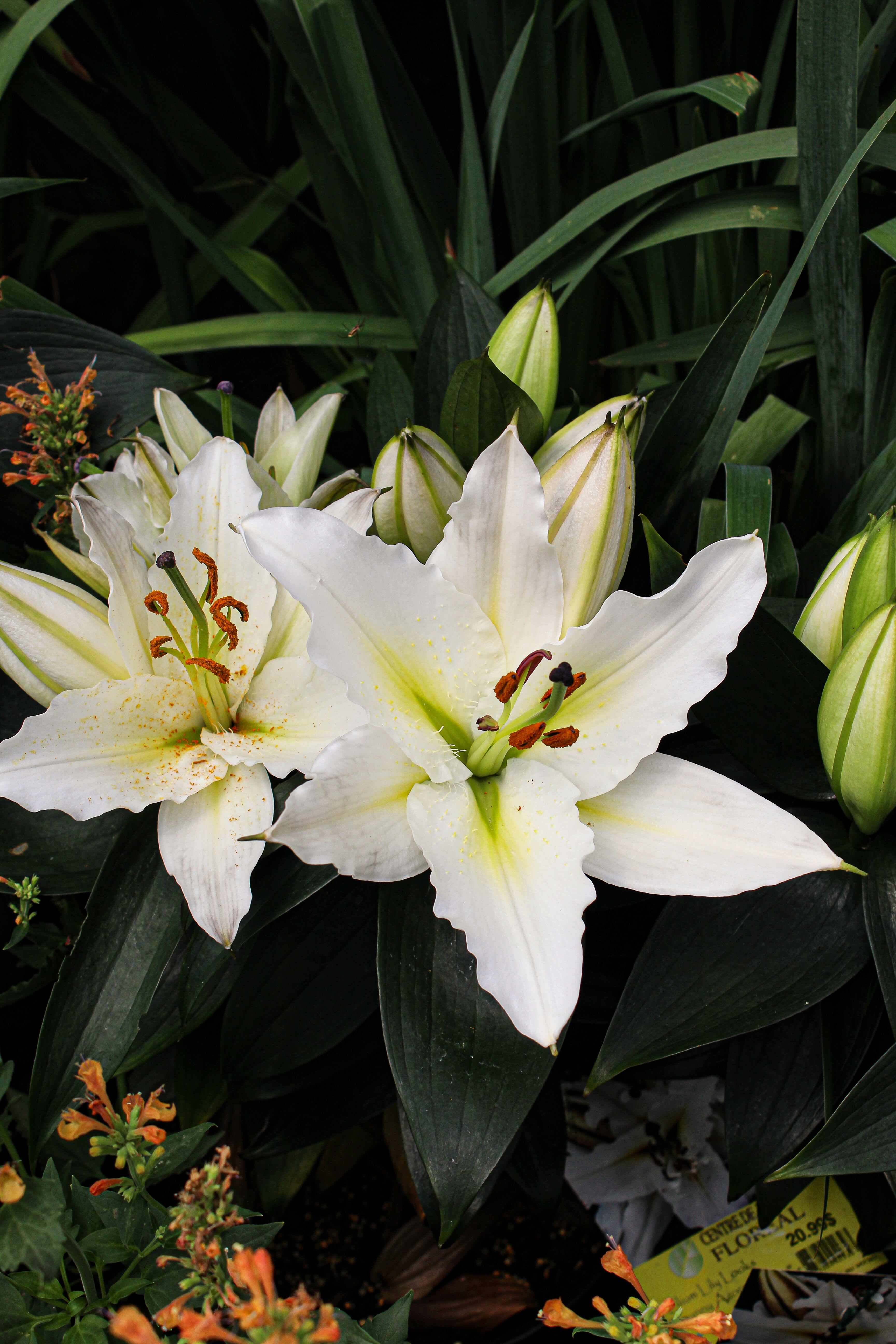 【Lily様】専用・赤360g×2袋≪フォロー＆リピート割特価≫ Pépinière.ca | Lilium 'Sunny Azores'