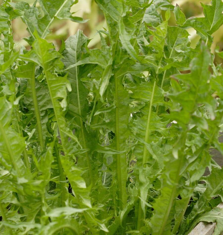 Les feuilles d’Italian Dandelion remplissent la photo en gros plan. Elles sont longues, vertes et dressées, avec des bords profondément découpés en pointes. Des nervures centrales plus pâles suivent leur longueur. Plusieurs feuilles se superposent et cachent presque entièrement la base des plants, tandis que l’arrière-plan reste flou et lumineux.