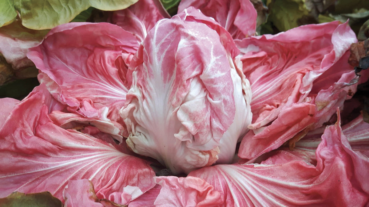 Une chicorée rose est photographiée de très près, avec un cœur resserré entouré de grandes feuilles ouvertes. Les nervures blanches contrastent avec les nuances rose pâle et rose soutenu du limbe. Quelques parties vertes apparaissent en bordure de l’image. Les feuilles se chevauchent autour du centre et remplissent presque tout le cadre.
