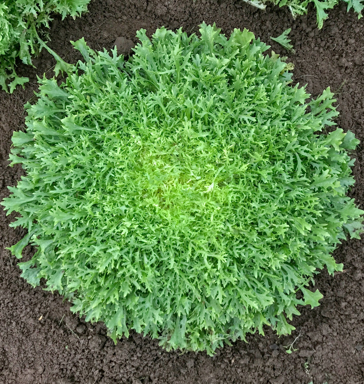 Une rosette de chicorée Benefine est photographiée de dessus dans une terre sombre. Les feuilles très finement découpées forment un ensemble arrondi et dense. Le centre est vert clair, entouré de feuilles un peu plus foncées et plus longues. Des fragments de rosettes voisines apparaissent dans les coins supérieurs de la photo.