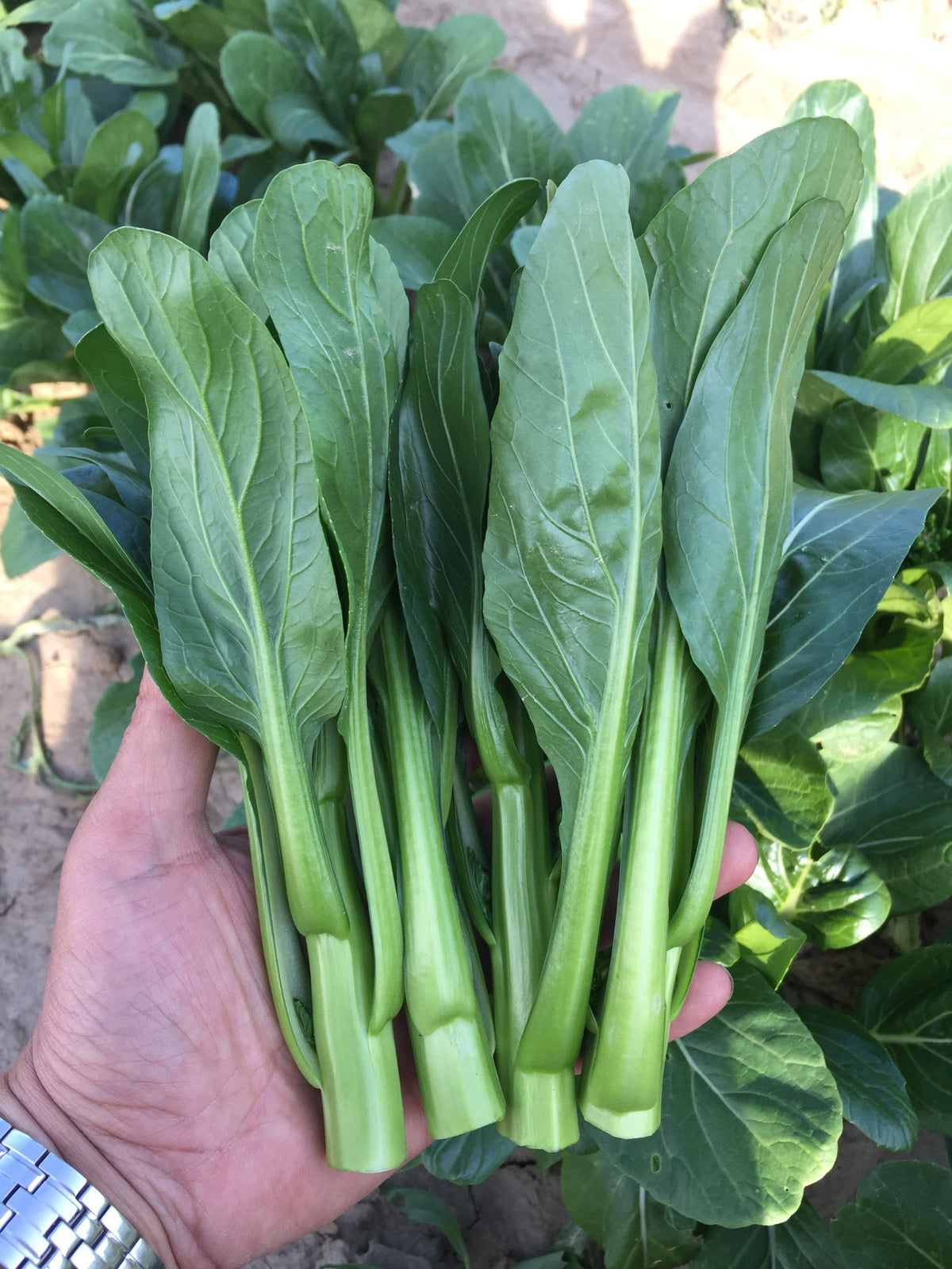 Une main tient une botte de tiges vertes fraîchement coupées devant une planche de légumes. Les feuilles ovales et allongées sont vert foncé, avec des nervures claires bien visibles. Les tiges épaisses se regroupent à la base et montrent leurs extrémités coupées. D’autres plants verts et une zone de terre claire apparaissent en arrière-plan, sous une lumière ensoleillée.