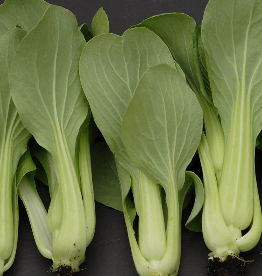 Plusieurs pak-choïs Mei Qing Choi récoltés sont disposés côte à côte sur un fond sombre. Leurs pétioles charnus vert très pâle se rejoignent à la base et se prolongent dans des feuilles ovales, plus foncées, aux nervures visibles. Quelques traces de terre restent près des bases. Le cadrage montre les rosettes dressées et une partie des feuilles se chevauchant.