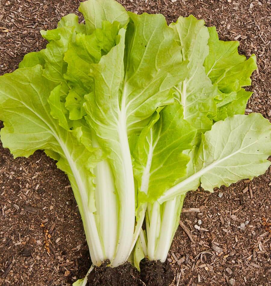 Un chou à feuilles vert clair est présenté sur un sol brun couvert de petits fragments de bois. De larges pétioles blancs s’allongent depuis la base, avec des nervures claires qui se ramifient dans les limbes. Les bordures sont légèrement ondulées et frisées. Les feuilles se déploient en éventail autour d’un centre plus serré et lumineux.