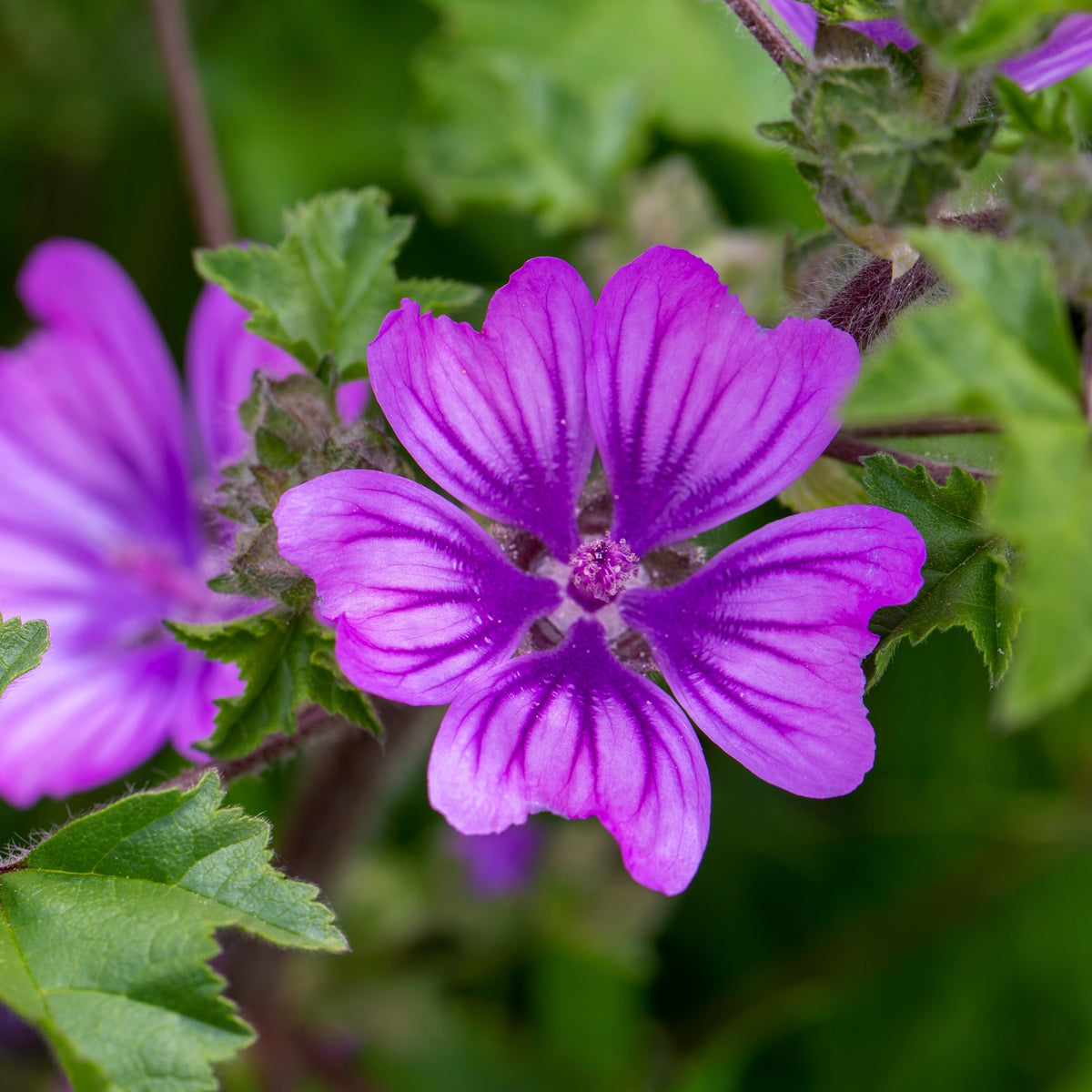 Photographie de Malva (Malva sylvestris ‘Braveheart’), sélection proposée en semences W.H. Perron. Le visuel présente l’apparence de la plante ou de sa récolte et permet d’en observer les formes et les couleurs. Cette vue illustre les caractéristiques visibles de la sélection, dans une présentation destinée à accompagner son identification et à montrer son intérêt au jardin.