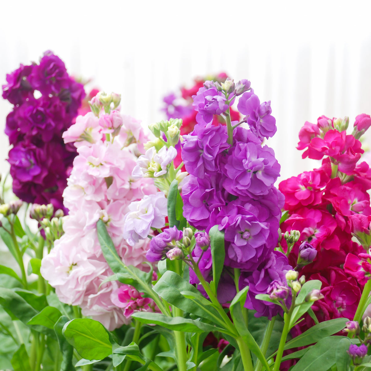 Plusieurs tiges portent des groupes serrés de fleurs blanches, rose pâle, violettes et magenta. Les pétales arrondis se superposent autour de centres peu visibles. Les fleurs se répartissent en colonnes verticales au-dessus de longues feuilles vertes. Quelques pointes vertes dépassent entre les groupes floraux, sur un fond très clair marqué de fines lignes verticales.