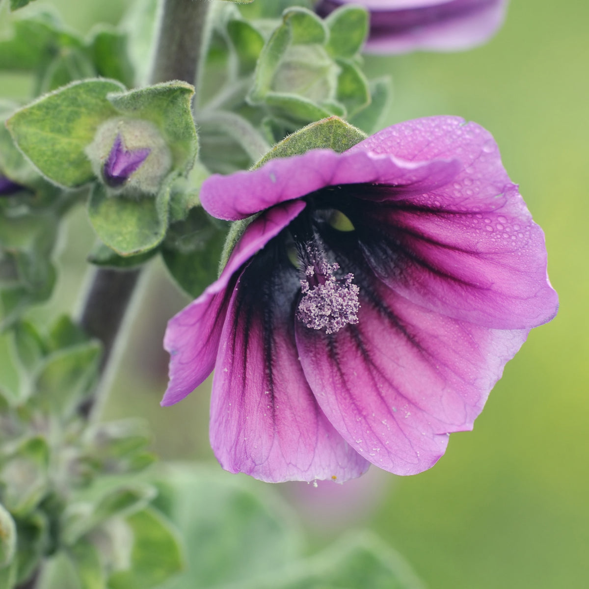 Une fleur rose pourpré est montrée de près, légèrement tournée sur le côté. Des stries très sombres rayonnent depuis sa gorge et traversent les pétales larges et ondulés. Un groupe clair et granuleux se distingue au centre. Des feuilles vert gris duveteuses entourent la fleur, avec de petits boutons plus foncés et un fond vert clair rendu flou.