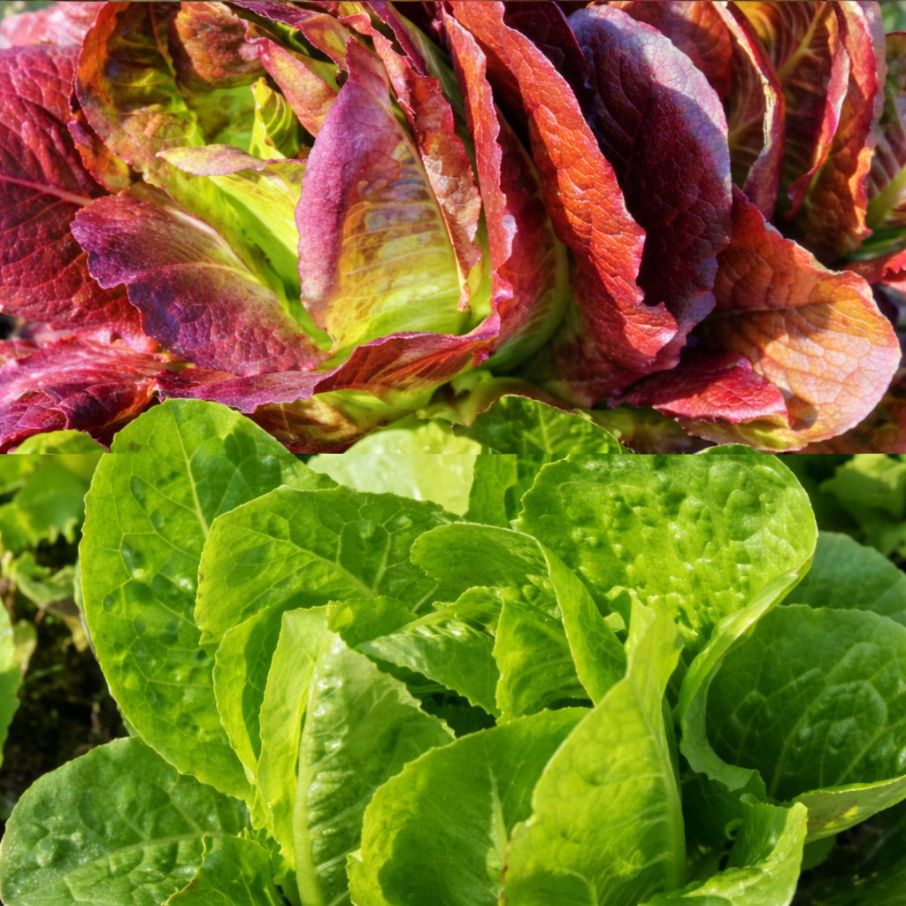 Mixed mini romaine lettuce organic