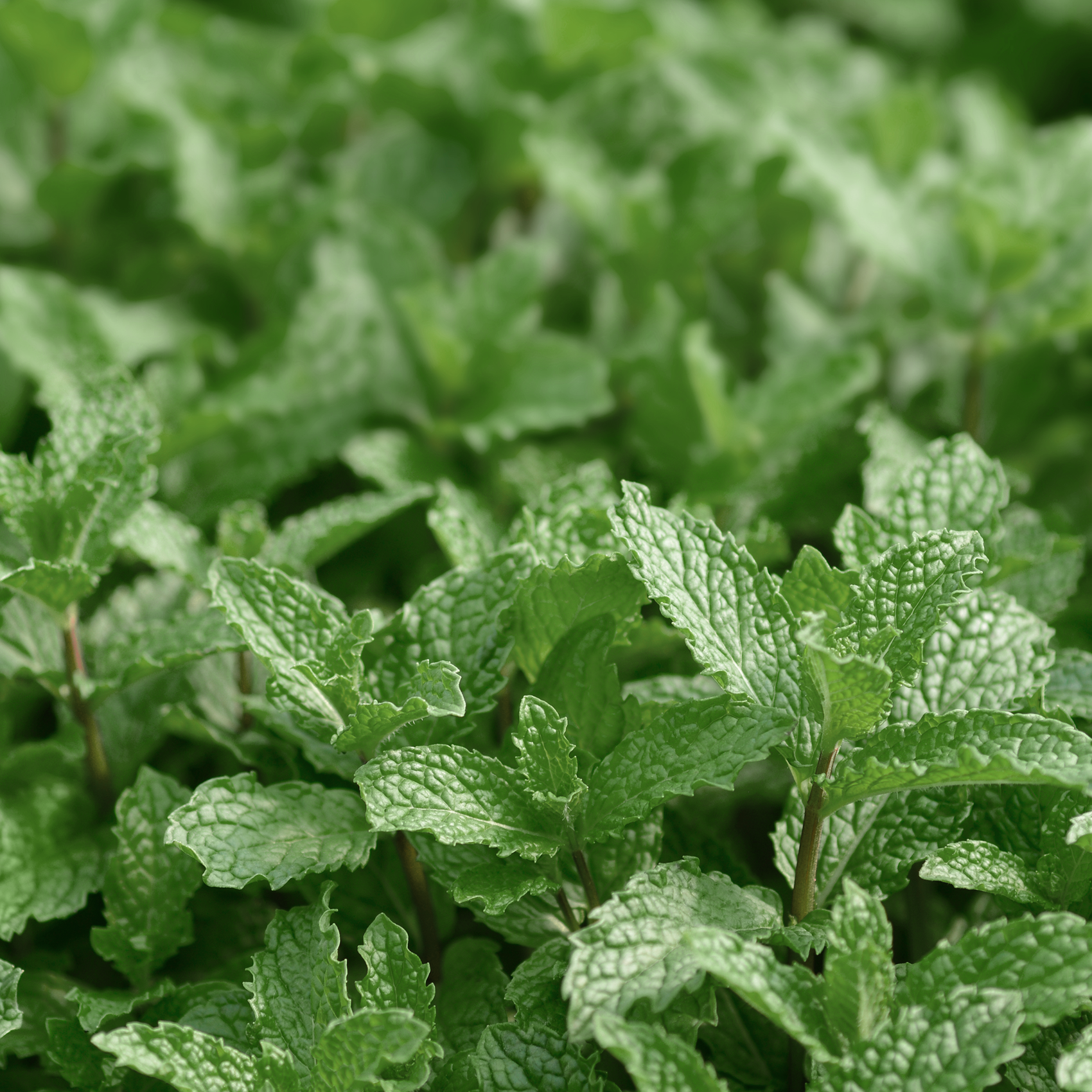 Mojito mint